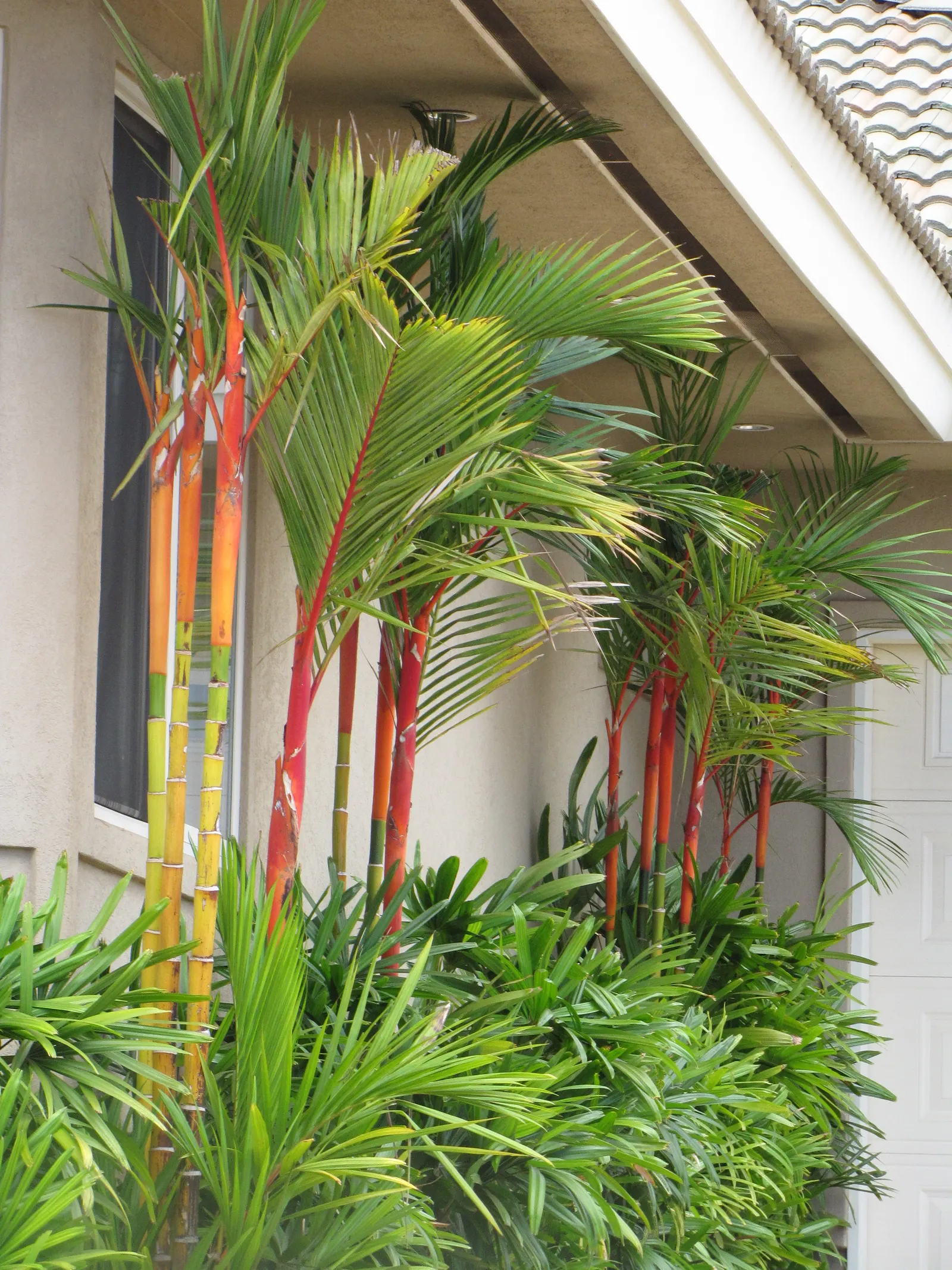 Lipstick Palm (Cyrtostachys Renda) — The Lipstick Palm, Cyrtostachys renda, boasts vibrant red stalks, a stunning accent in tropical landscapes, image 76