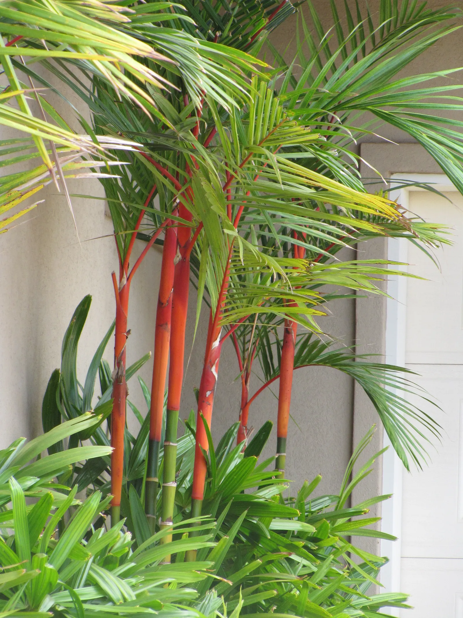 Lipstick Palm (Cyrtostachys Renda) — is a distinctive tropical plant that serves as an eye-catching addition to any garden; mature height reaches, image 83