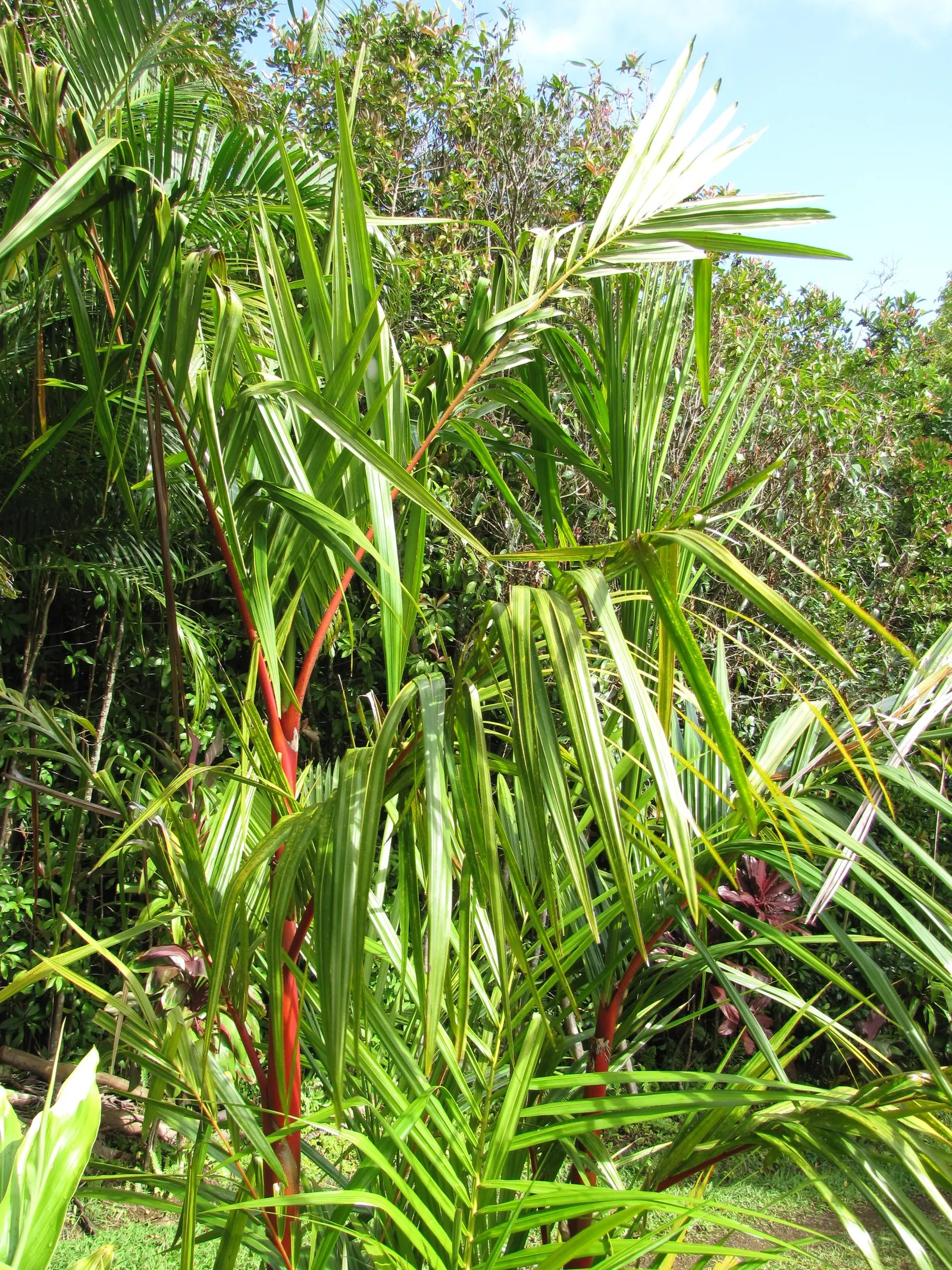 Lipstick Palm (Cyrtostachys Renda) — Native to the humid rainforests of Southeast Asia
