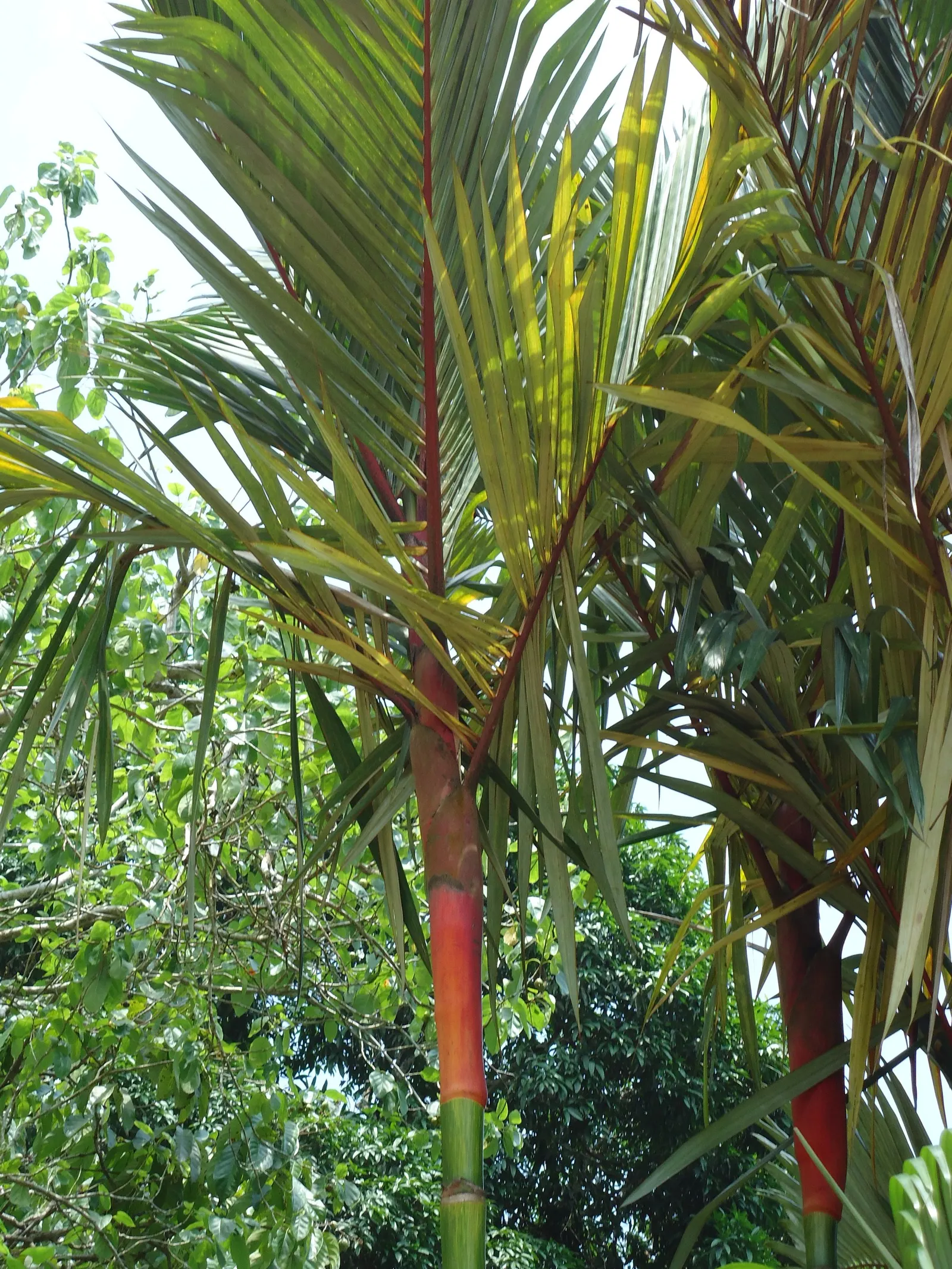 Lipstick Palm (Cyrtostachys Renda) — and protection from cold snaps
