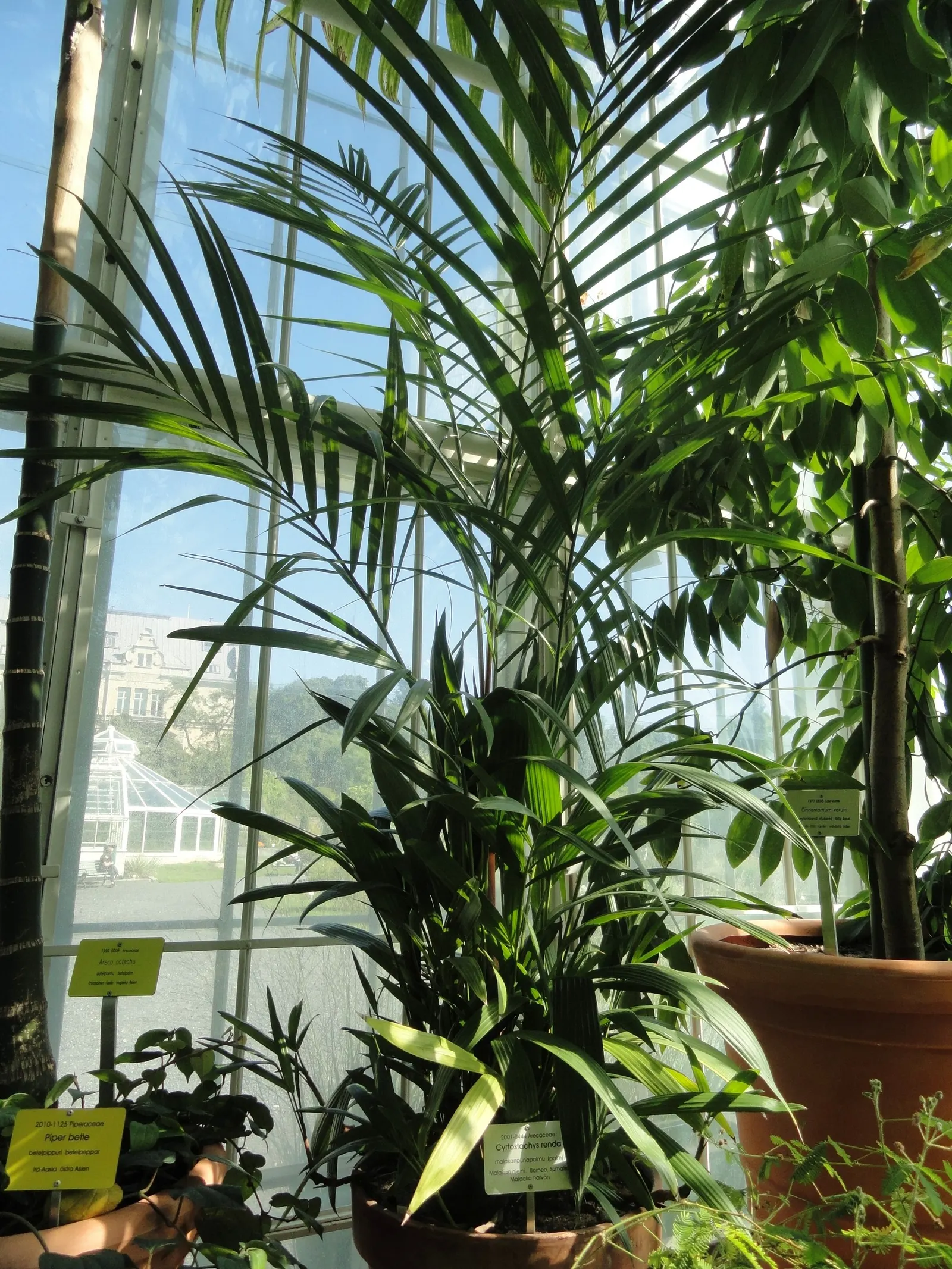 Lipstick Palm (Cyrtostachys Renda) — Cyrtostachys renda can achieve heights of up to 20 to 25 feet tall; thriving in zones 11-12, it prefers full, image 65