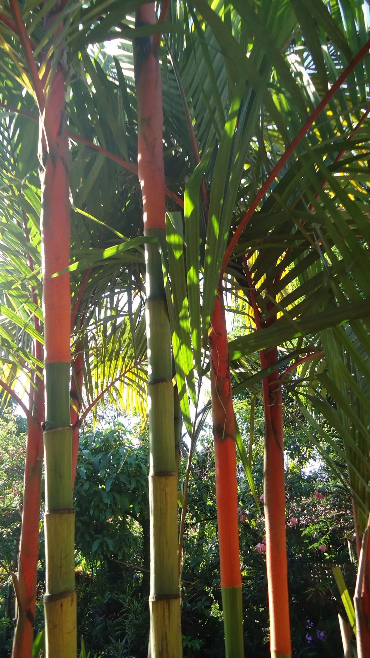 Lipstick Palm (Cyrtostachys Renda) — An exquisite specimen plant, it's also an effective privacy screen when planted in clusters; requiring a, image 56