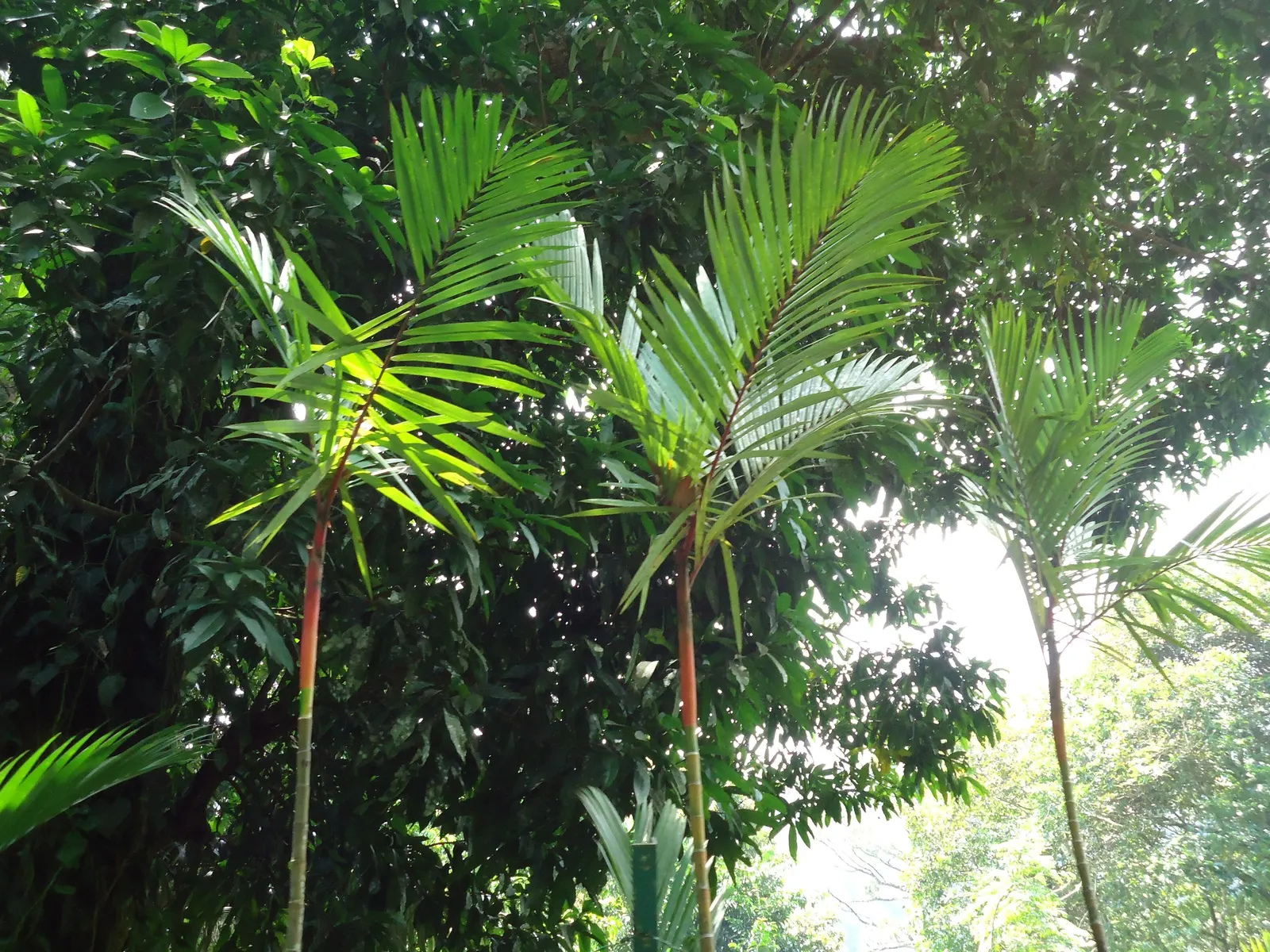 Lipstick Palm (Cyrtostachys Renda) — red flowers in the garden; is a distinctive tropical plant that serves as an eye-catching addition to any garden