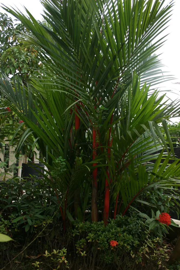Lipstick Palm (Cyrtostachys Renda) — palm with red blooms; cyrtostachys renda can achieve heights of up to 20 to 25 feet tall, image 74
