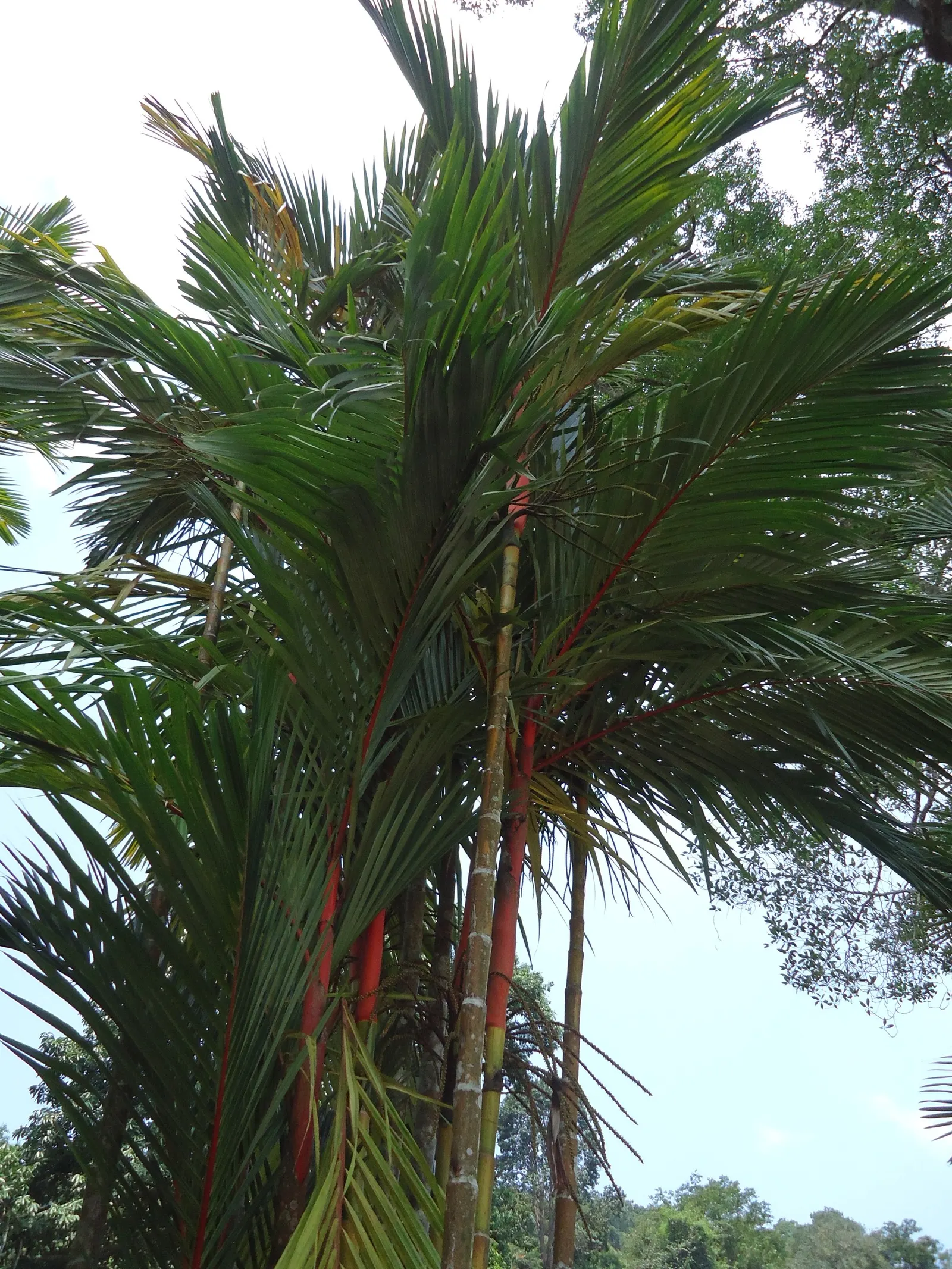 Lipstick Palm (Cyrtostachys Renda) — Its clustering nature allows it to form a dense screen if desired, offering both privacy and aesthetic appeal; red flowers