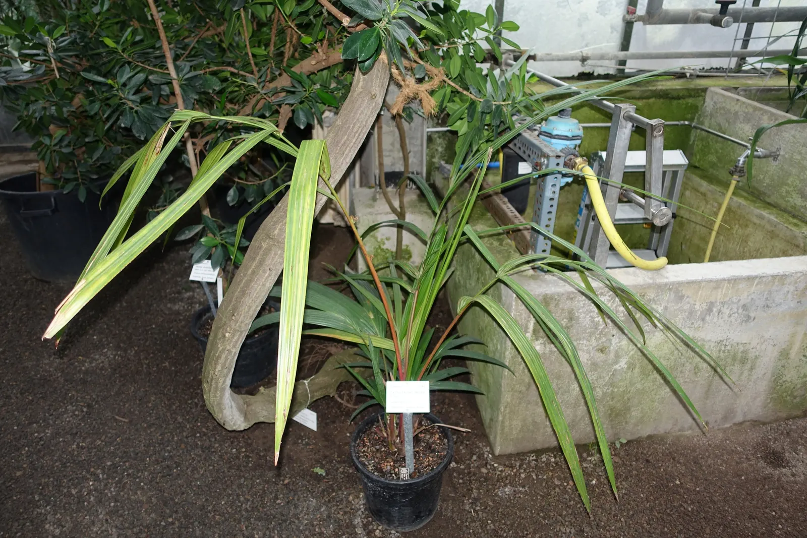 Lipstick Palm (Cyrtostachys Renda) — each reaching a length of 2 to 3 feet; palm with red blooms, image 61