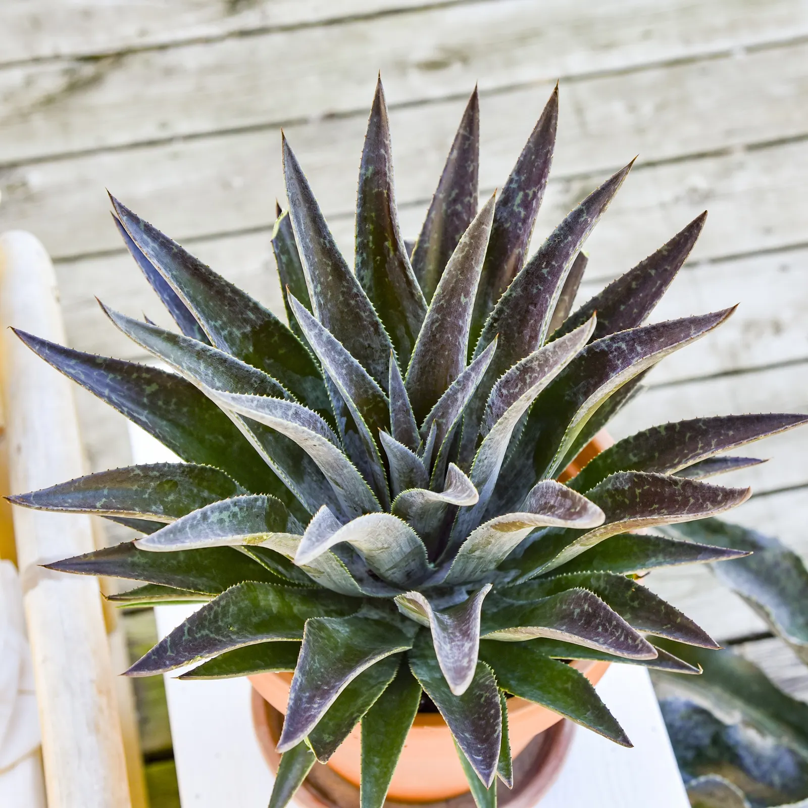 'Thunderbird' Mangave (Mangave hybrid) — valued for its compact architecture and richly patterned foliage