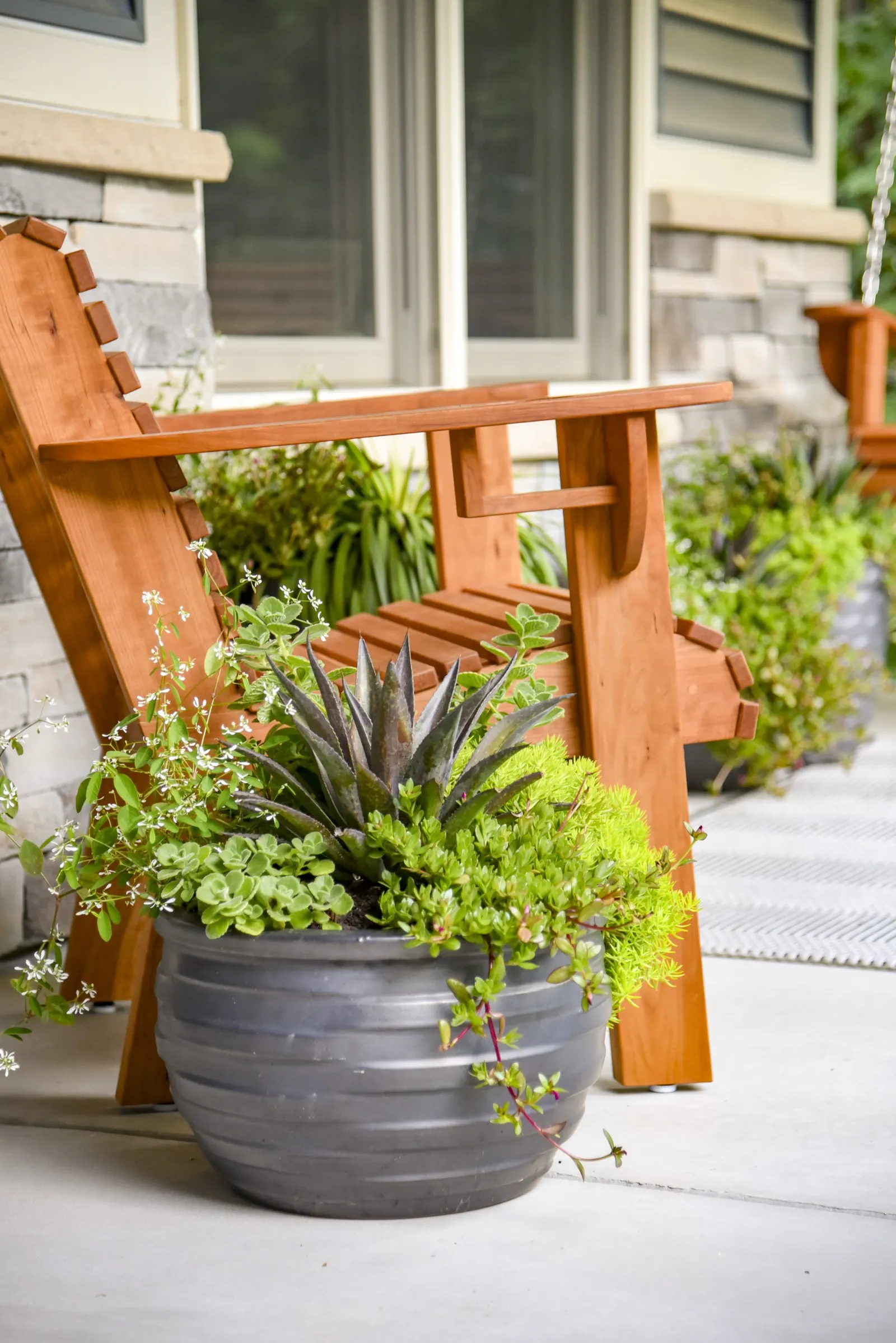 'Thunderbird' Mangave (Mangave hybrid) — is a sculptural succulent from the Proven Winners® collection