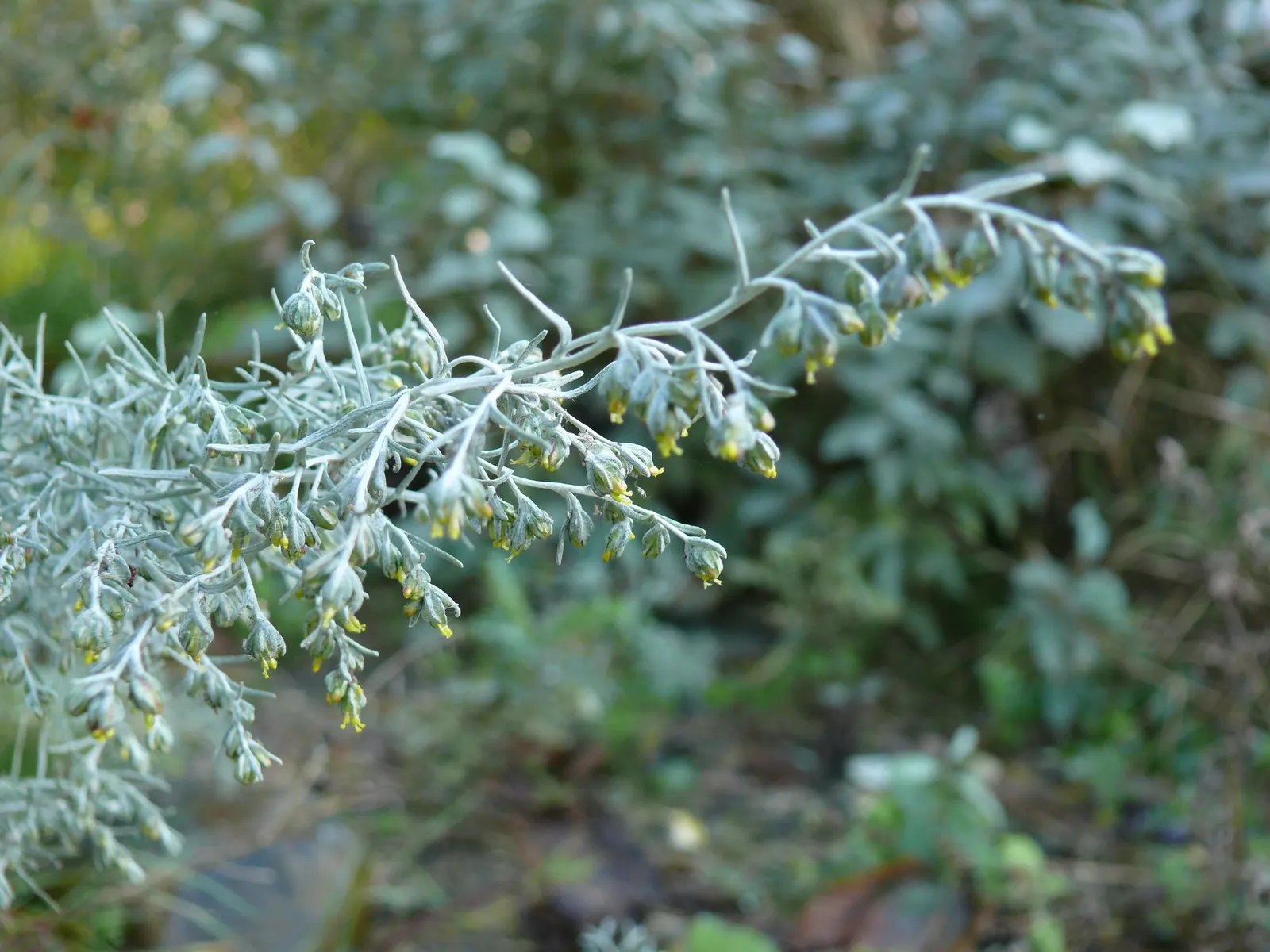 Seashore Artemisia (Artemisia stelleriana 'Silver Brocade') — It forms a low mat up to 12 inches tall and can spread 18-24 inches wide
