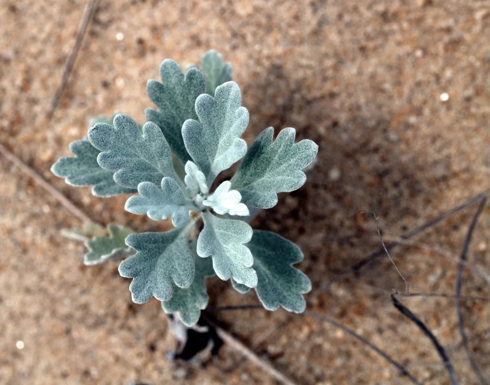 Seashore Artemisia (Artemisia stelleriana 'Silver Brocade') — This drought-tolerant plant prefers well-drained soils and thrives in full sun