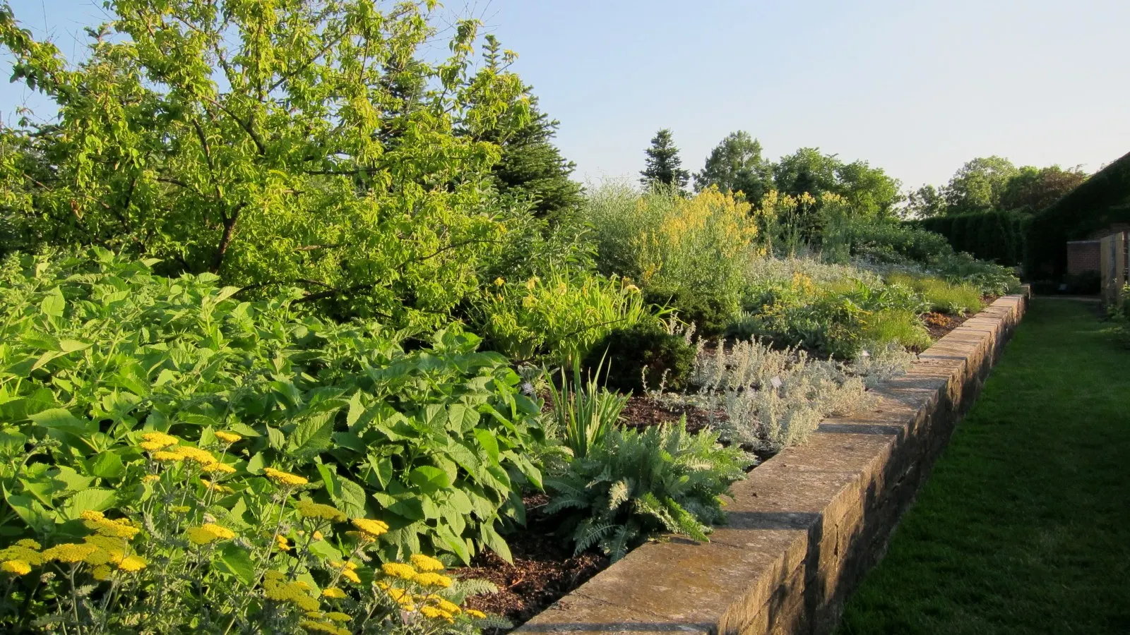 Seashore Artemisia (Artemisia stelleriana 'Silver Brocade') — Its textured leaves provide a vivid contrast against green plants in the landscape