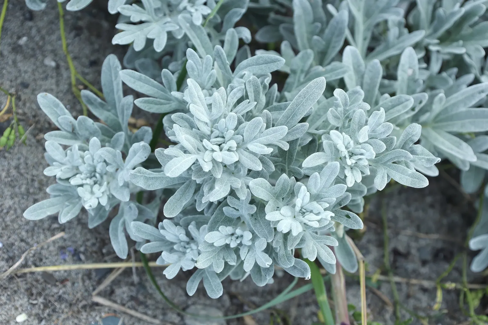 Seashore Artemisia (Artemisia stelleriana 'Silver Brocade') — making it an excellent ground cover for coastal landscapes or rock gardens