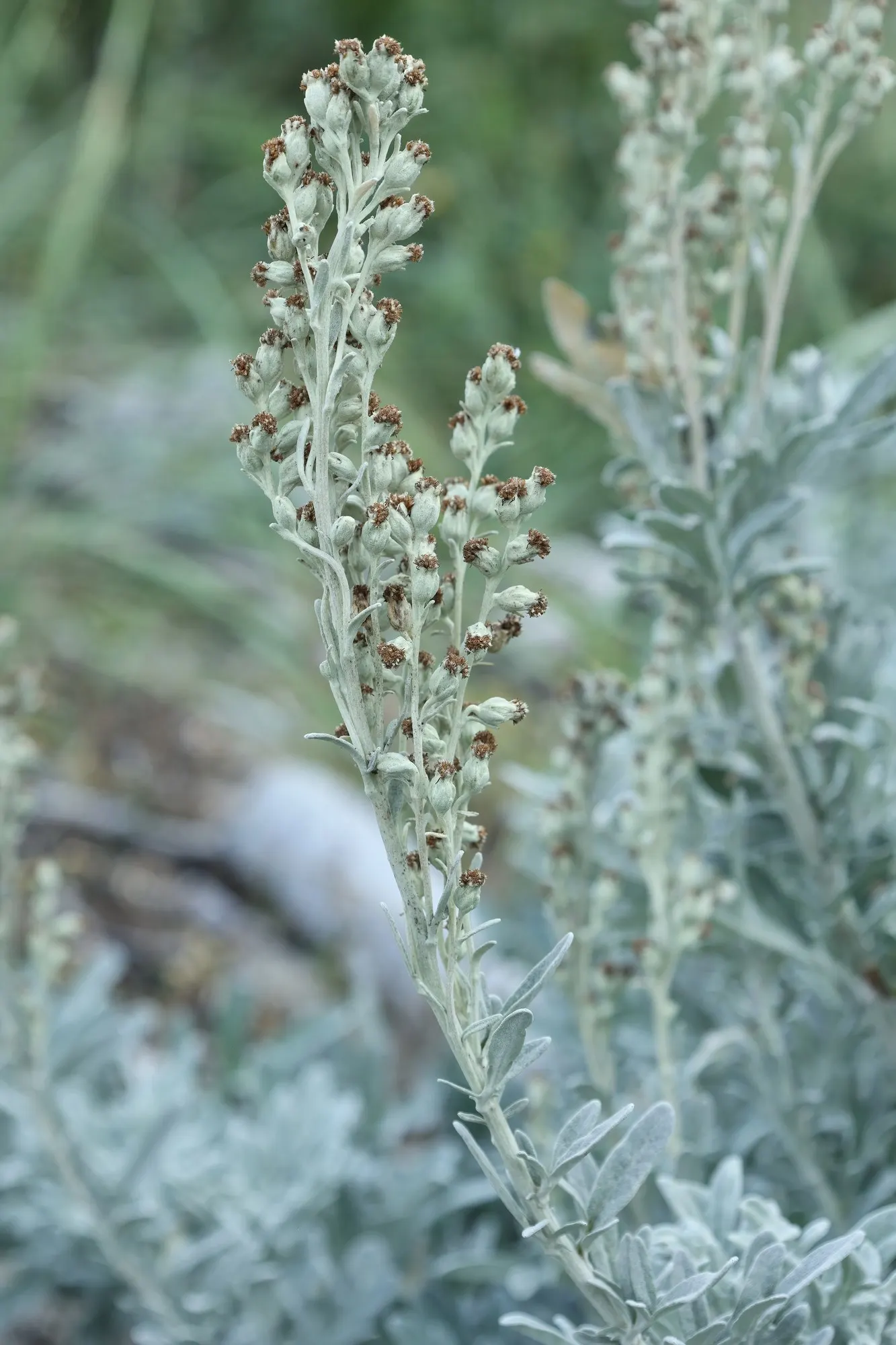 Seashore Artemisia (Artemisia stelleriana 'Silver Brocade') — shrub for full