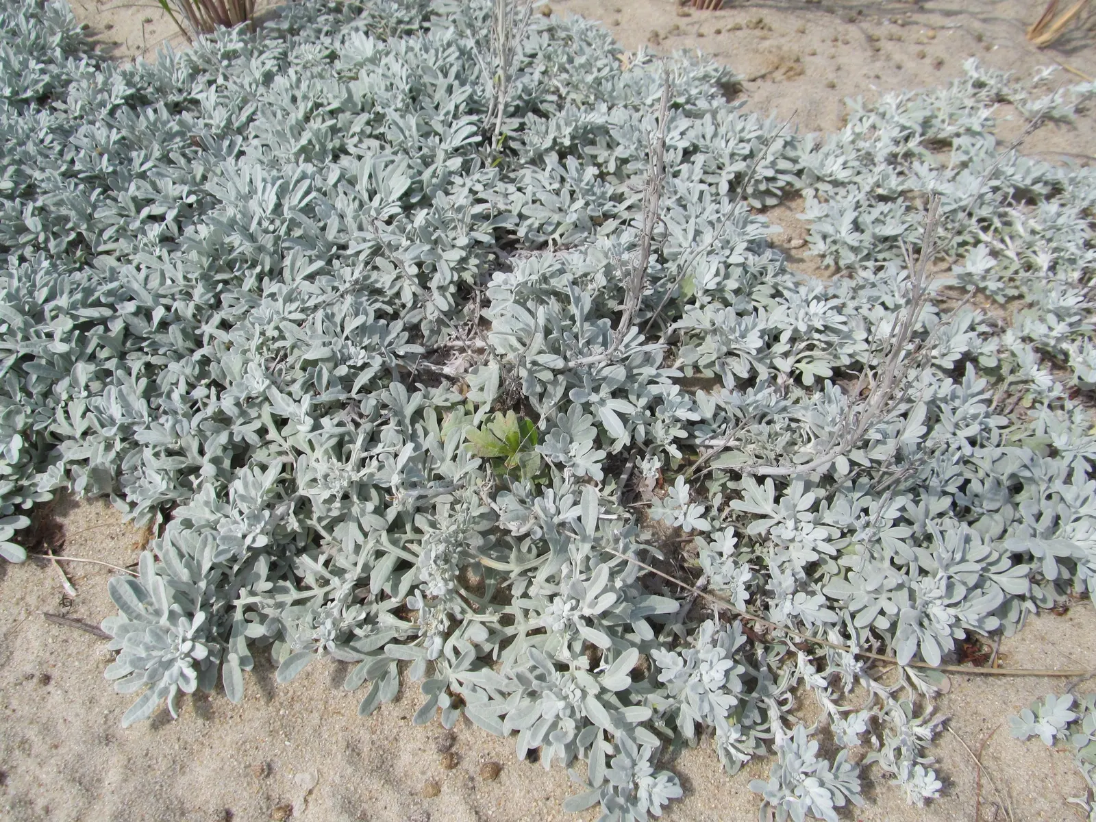Seashore Artemisia (Artemisia stelleriana 'Silver Brocade') — which is characteristic of its seaside affinity.<br><br>Beyond its visual appeal and toughness