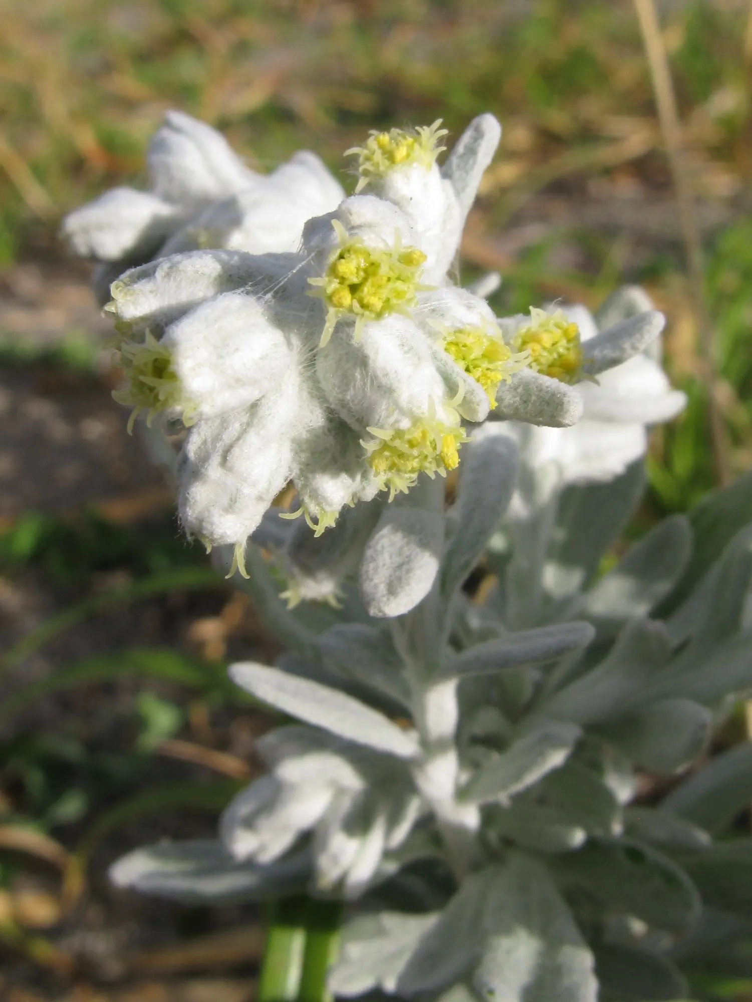 Seashore Artemisia (Artemisia stelleriana 'Silver Brocade') — It also has minimal disease and pest problems