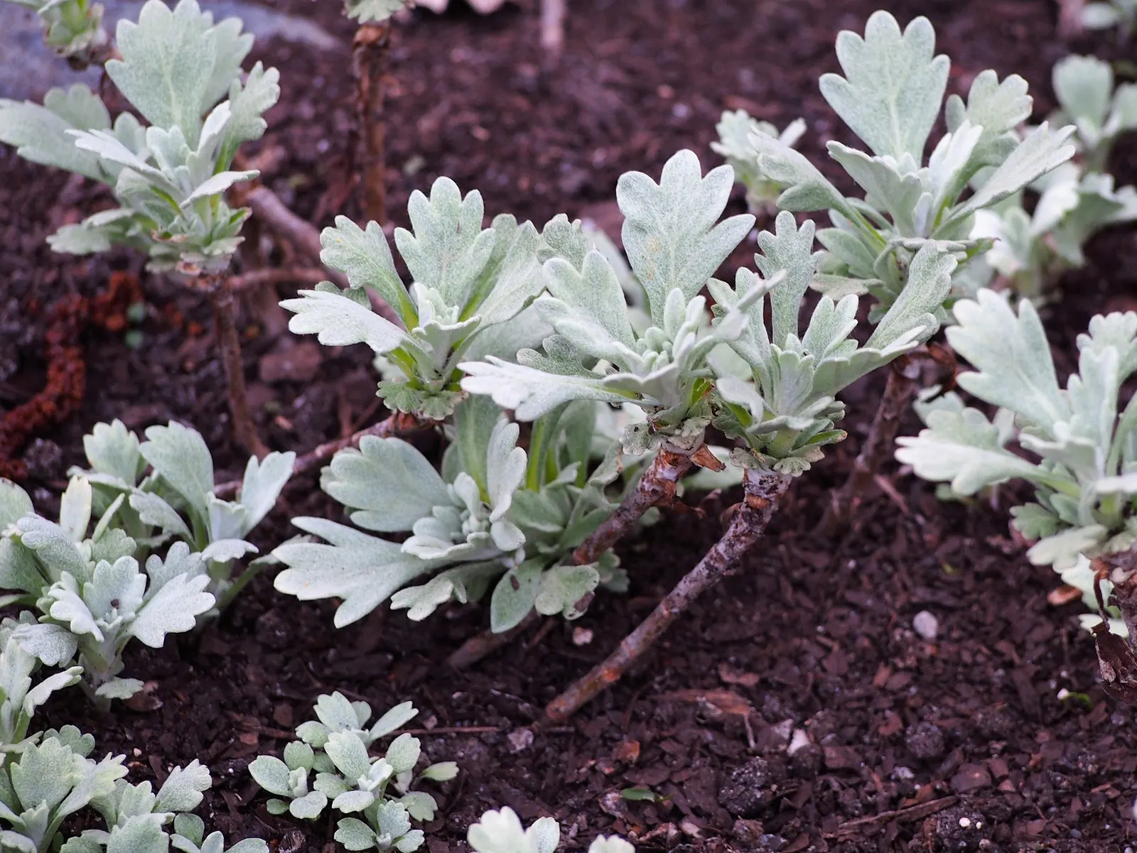 Seashore Artemisia (Artemisia stelleriana 'Silver Brocade') — scientifically known as Artemisia stelleriana 'Silver Brocade'