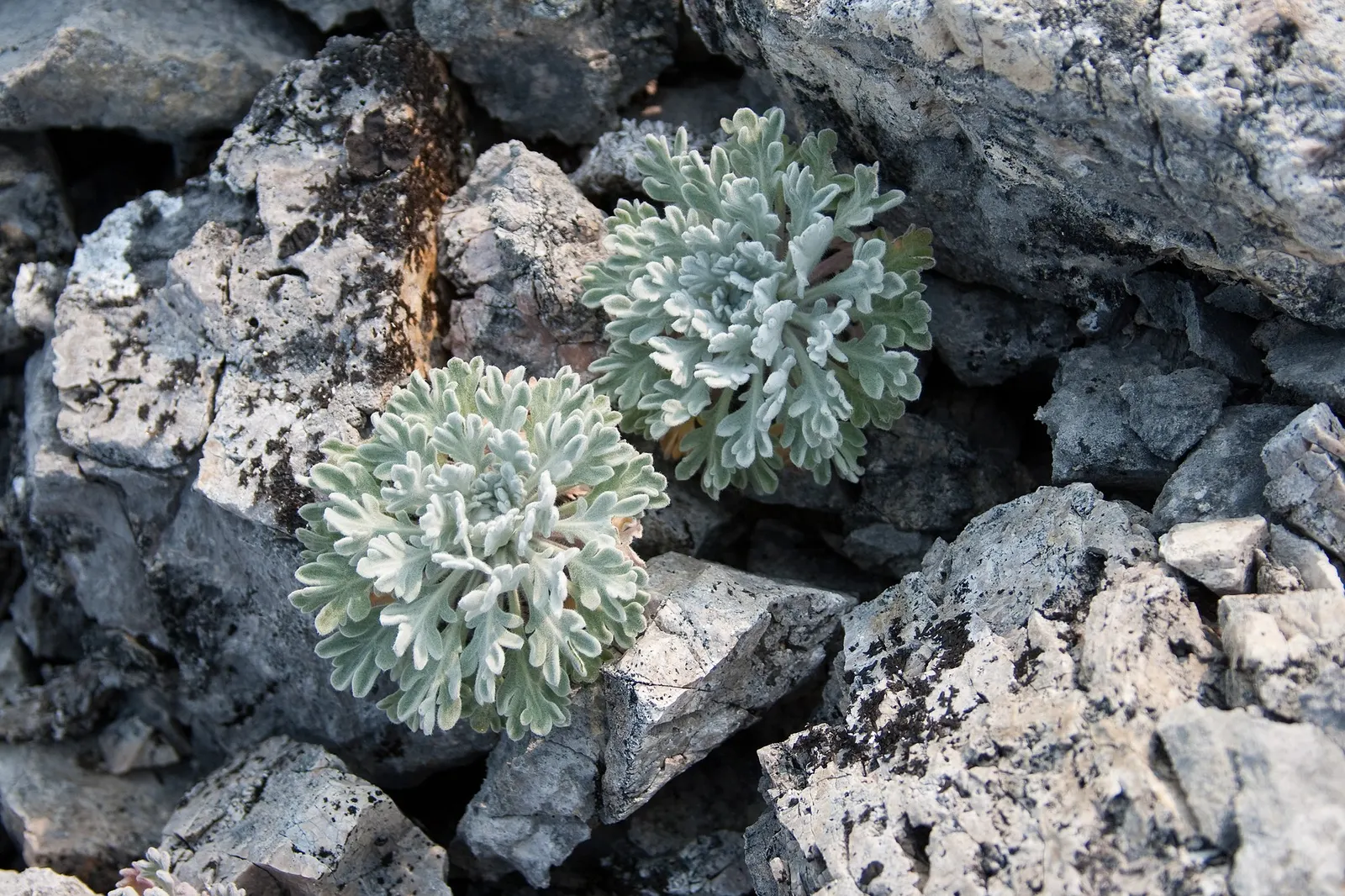 Seashore Artemisia (Artemisia stelleriana 'Silver Brocade') — this Artemisia is deer-resistant - an added benefit for landscapes in deer-populated regions