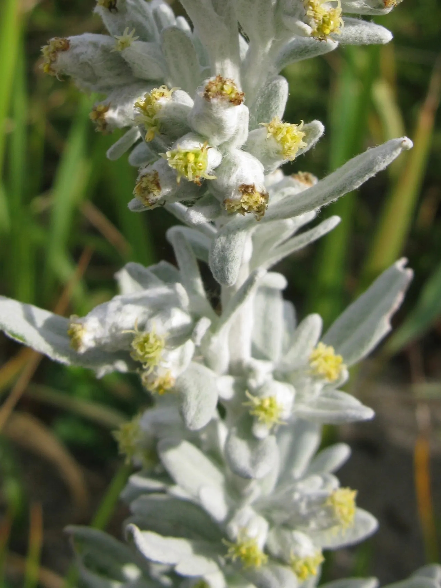 Seashore Artemisia (Artemisia stelleriana 'Silver Brocade') — ensuring that it remains a low-maintenance yet beautiful aspect of your garden experience