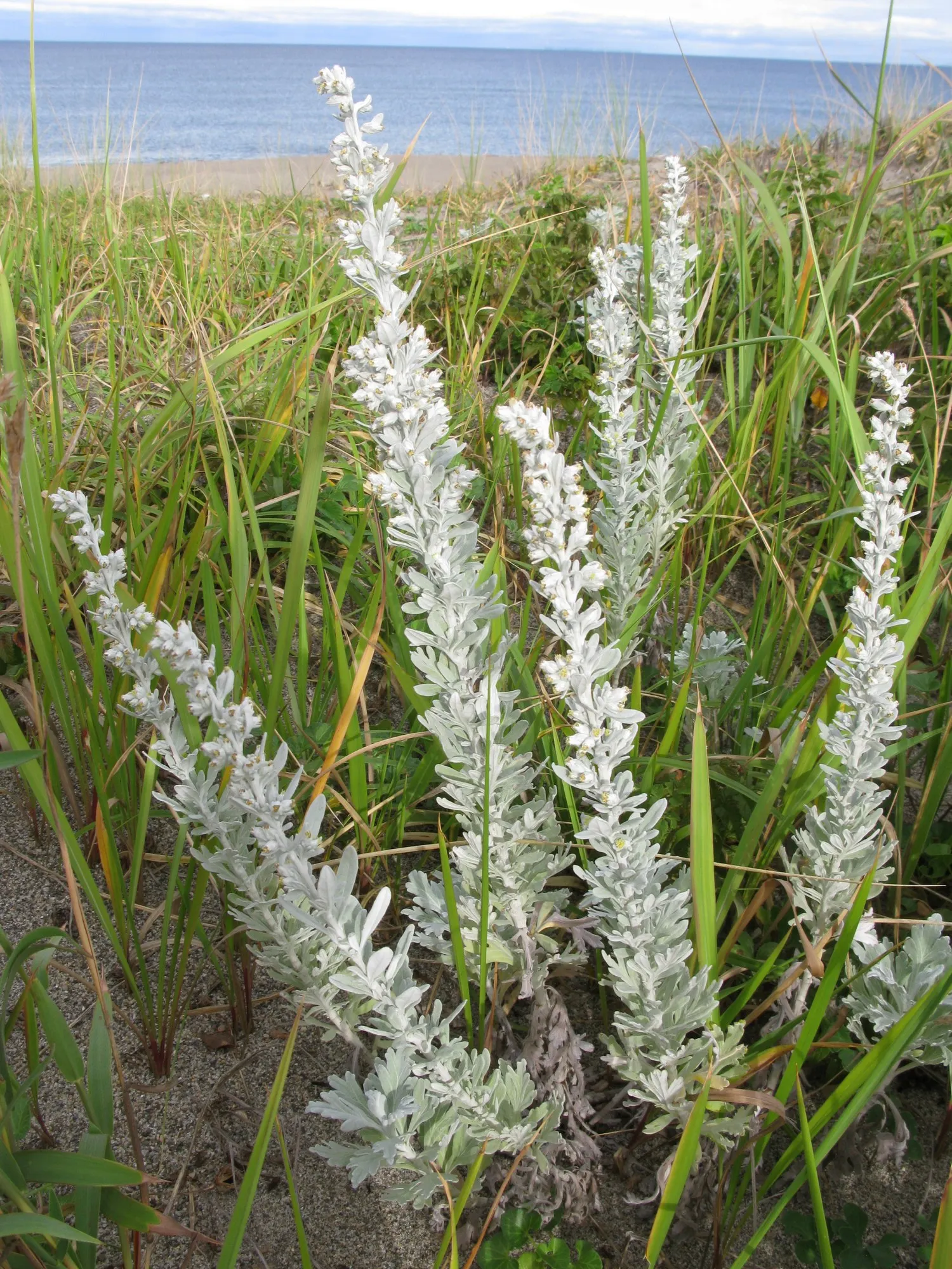 Seashore Artemisia (Artemisia stelleriana 'Silver Brocade') — it requires minimal watering