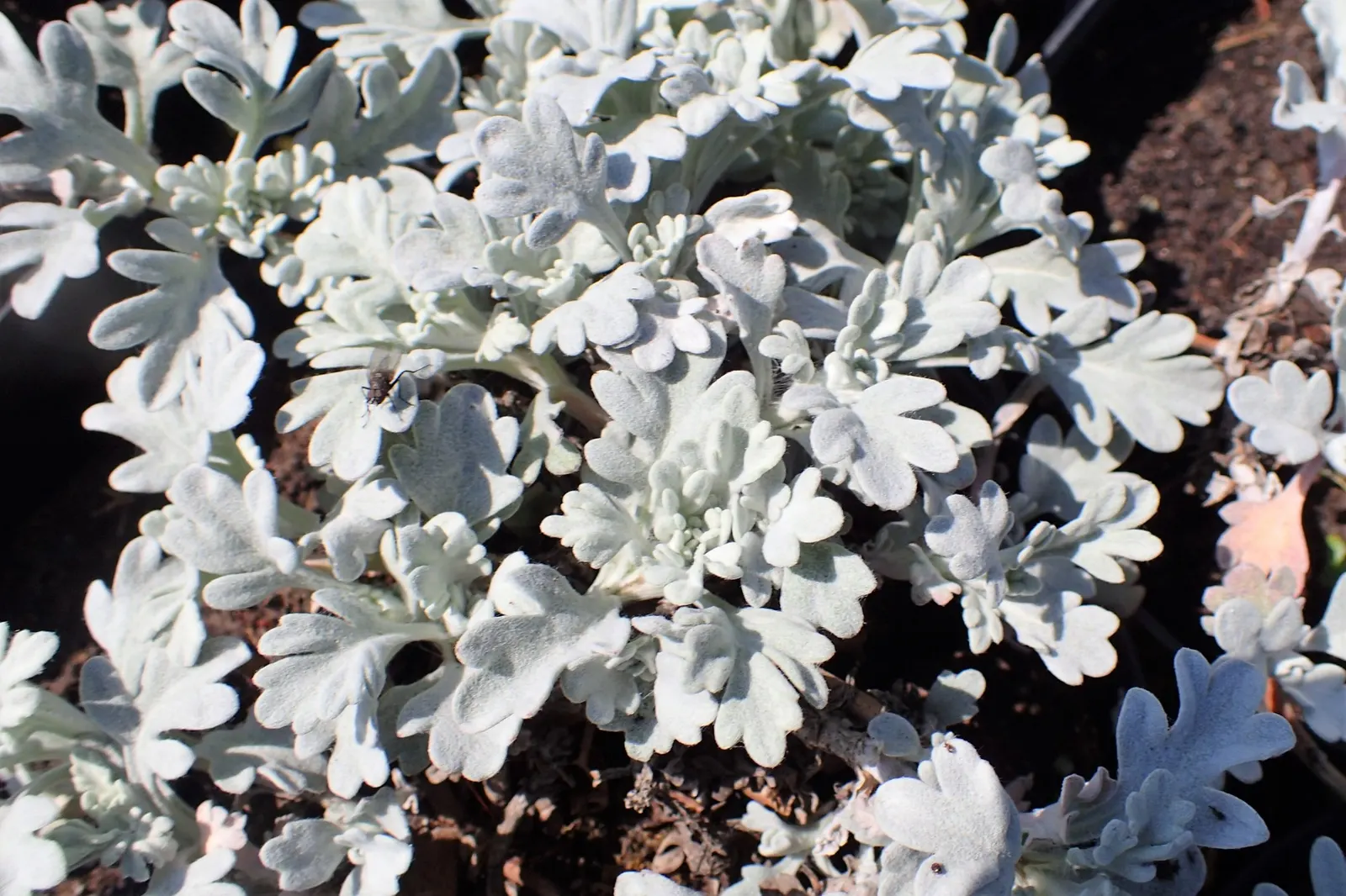 Seashore Artemisia (Artemisia stelleriana 'Silver Brocade') — It's a drought-tolerant specimen
