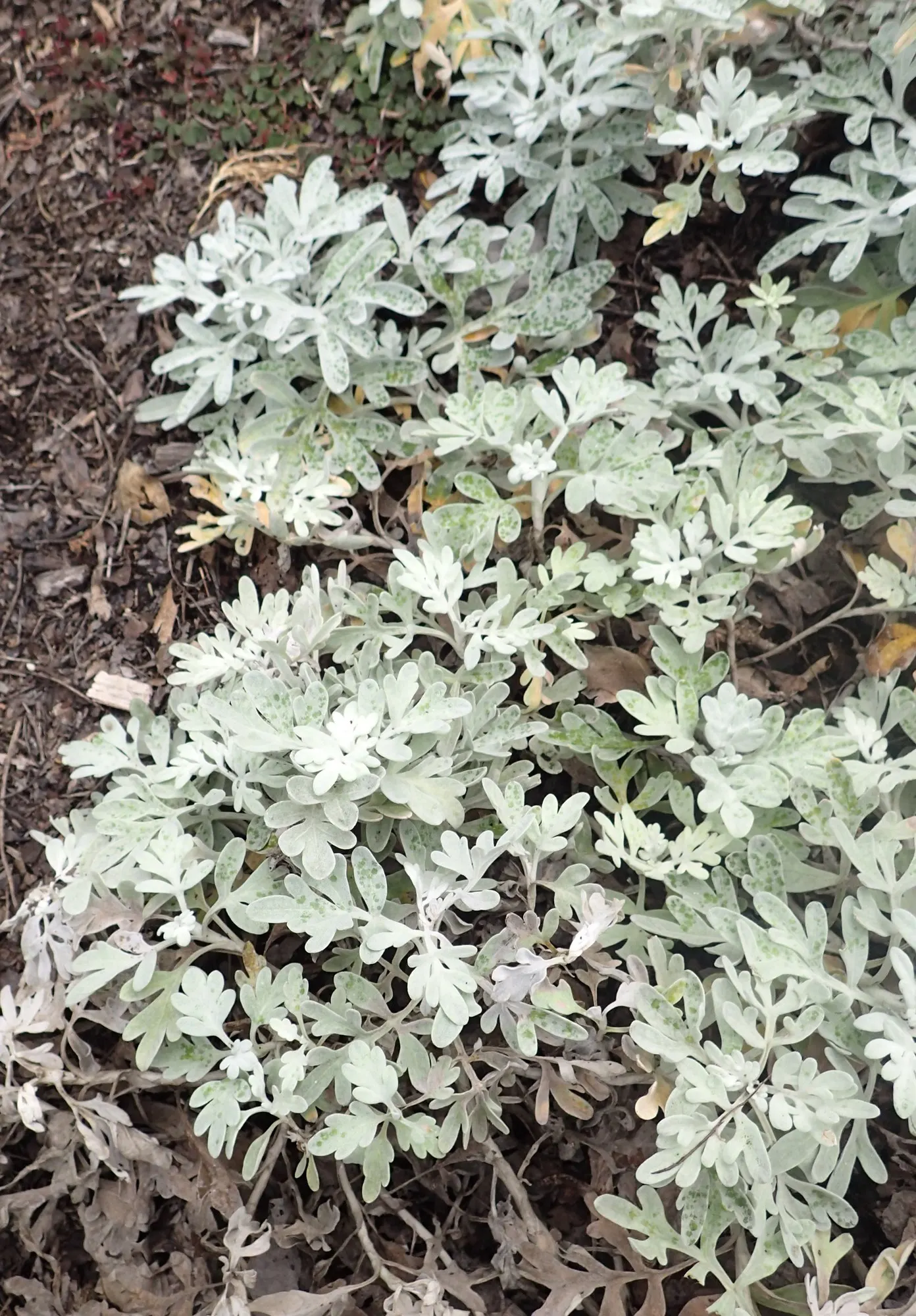 Seashore Artemisia (Artemisia stelleriana 'Silver Brocade') — with a mature spread of about 18 to 24 inches and a low-growing habit of 6 to 12 inches in height