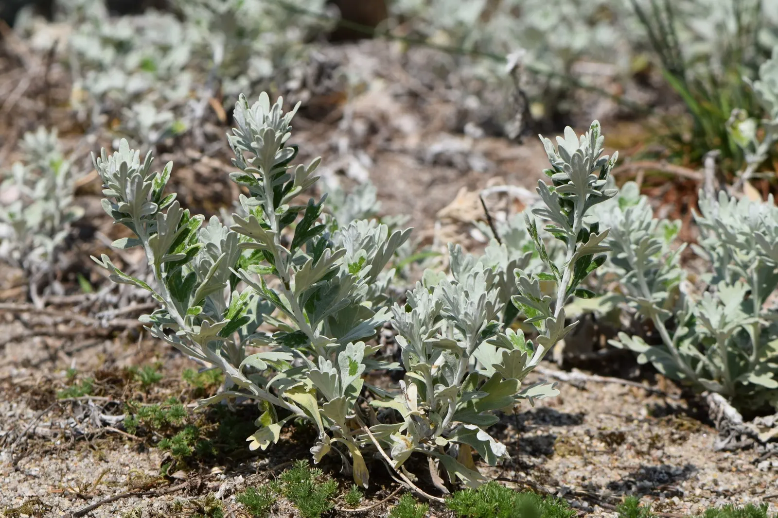 Seashore Artemisia (Artemisia stelleriana 'Silver Brocade') — shrub with yellow blooms