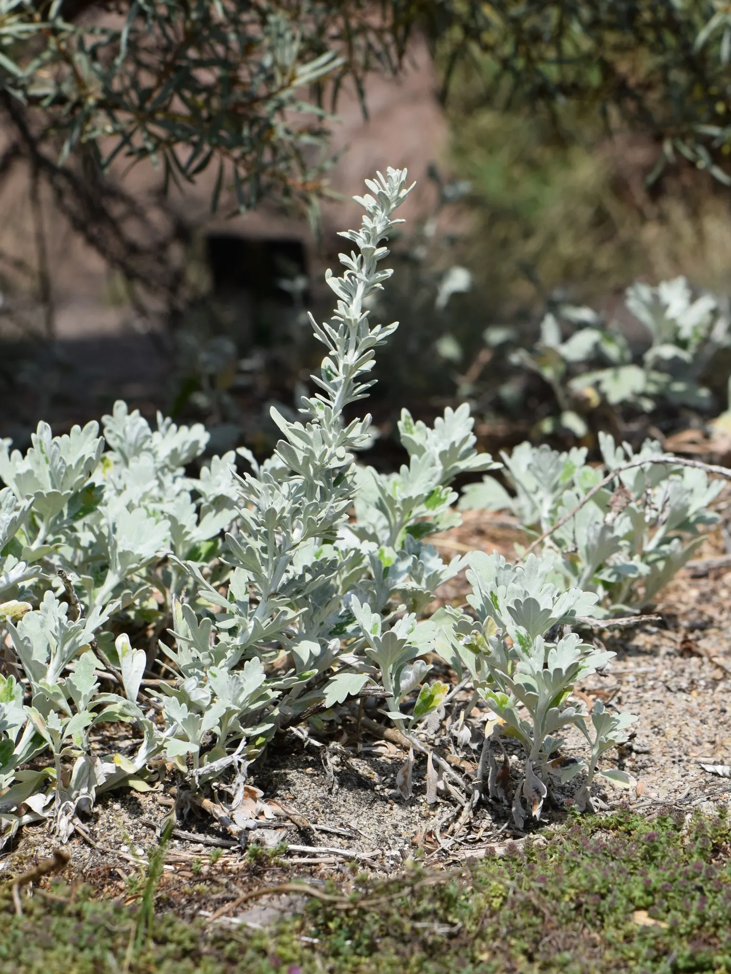 Seashore Artemisia (Artemisia stelleriana 'Silver Brocade') — This drought-tolerant plant prefers well-drained soils and thrives in full sun; which is