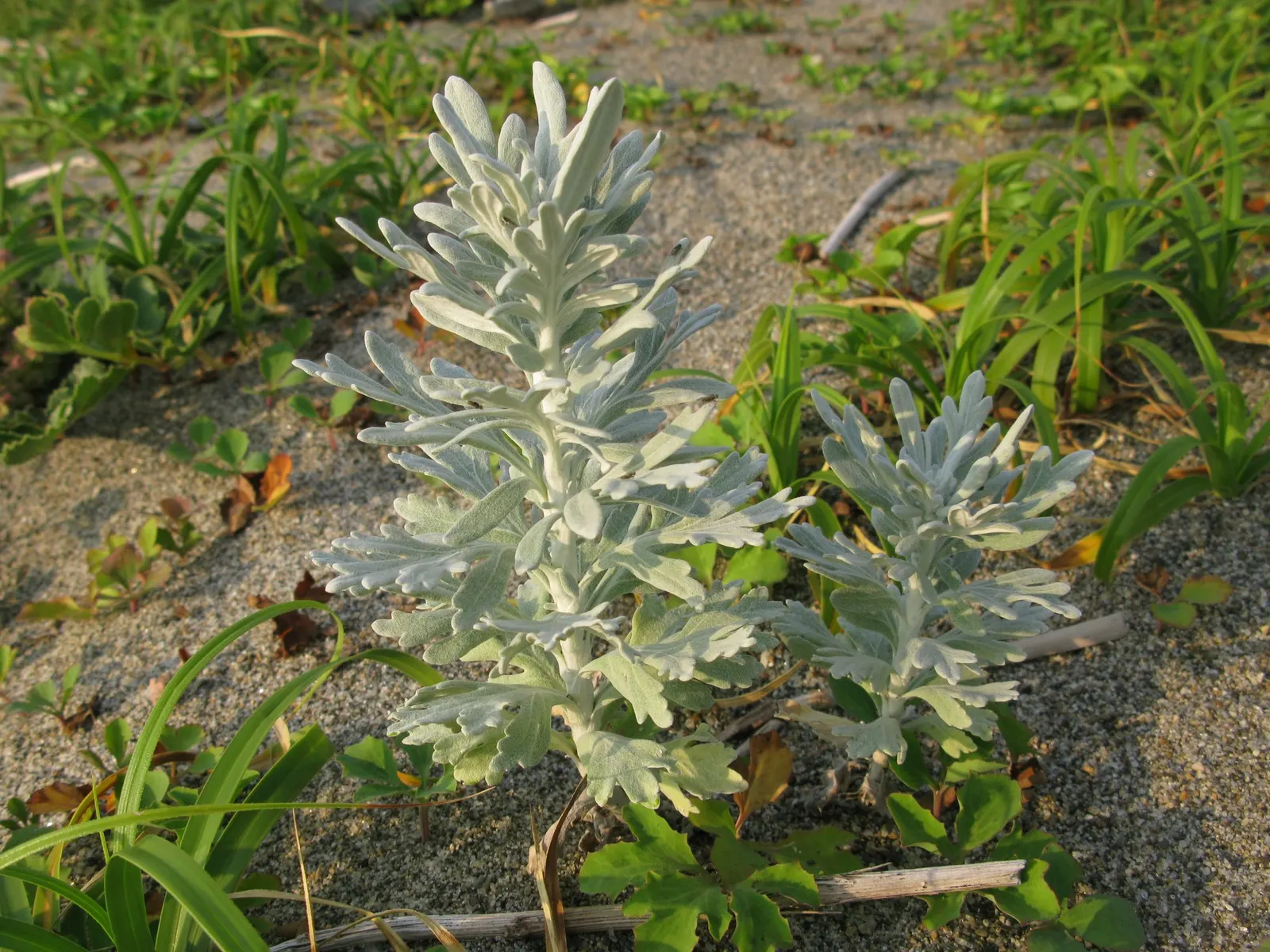 Seashore Artemisia (Artemisia stelleriana 'Silver Brocade') — providing a wide latitude for growth across many climates