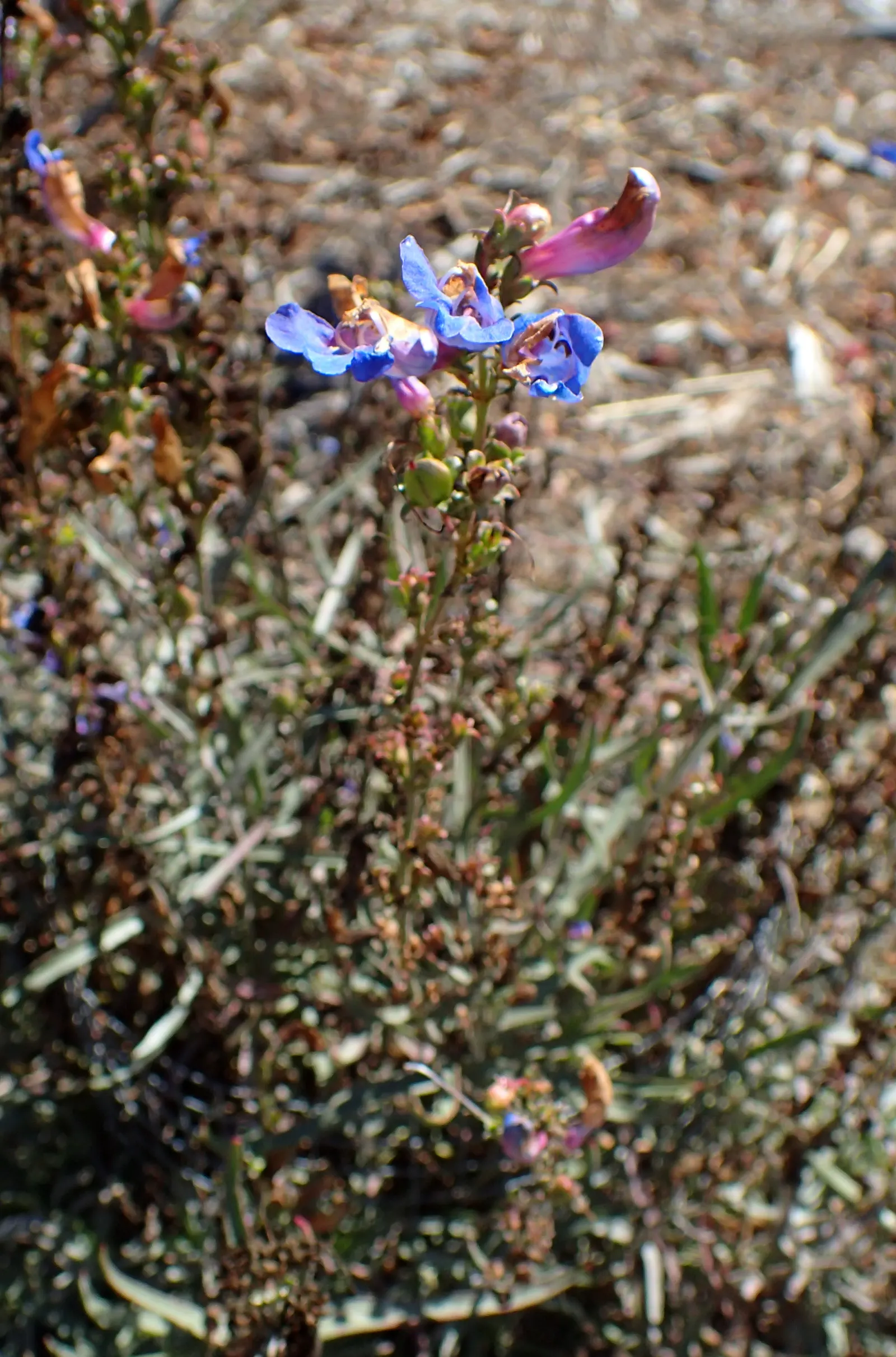 Electric Blue Penstemon (Penstemon 'Electric Blue') — It flourishes in USDA zones 5-9, reaching heights of 18-24 inches with a spread of 12-15 inches