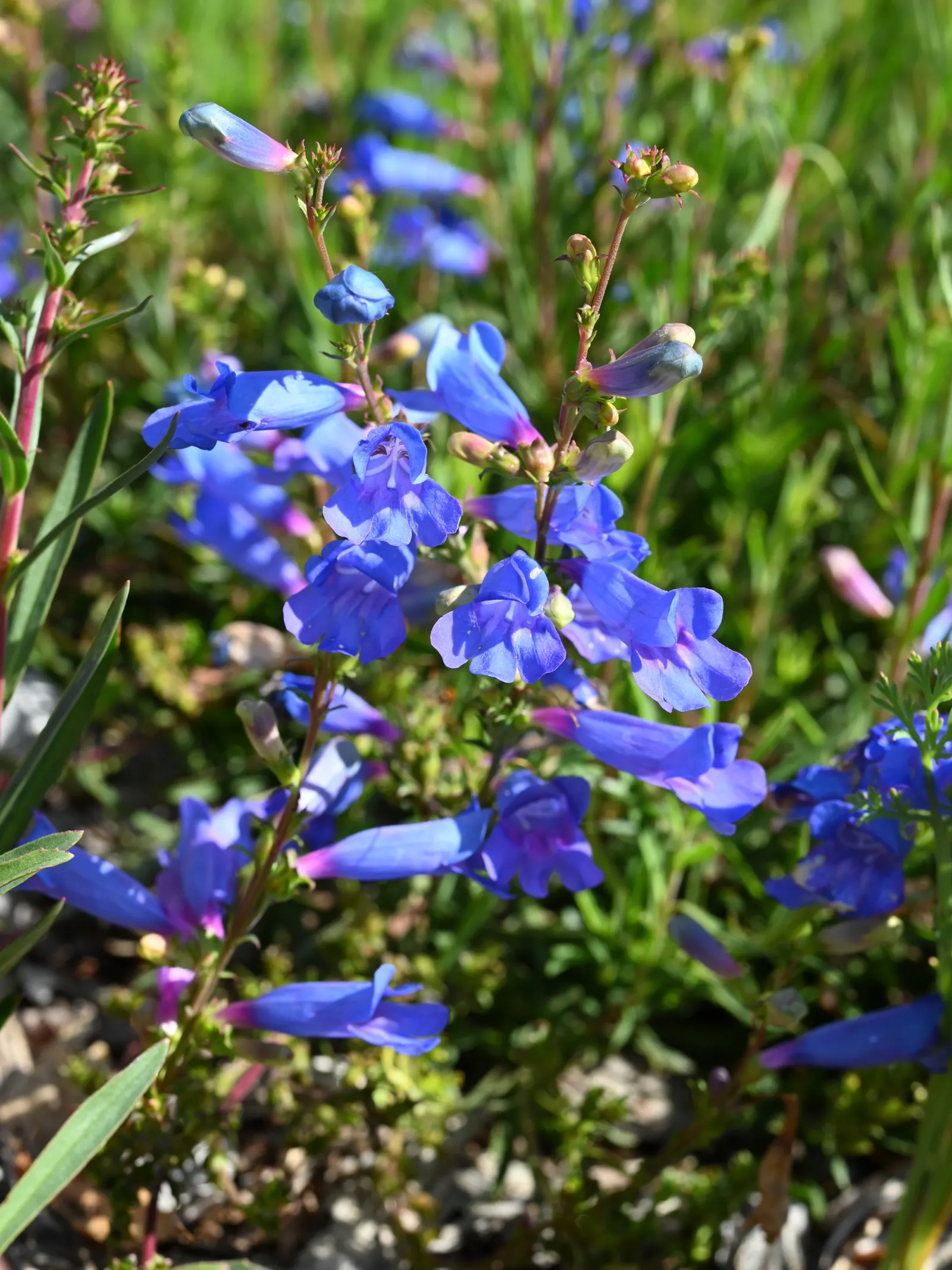 Electric Blue Penstemon (Penstemon 'Electric Blue') — Penstemon 'Electric Blue' is a striking herbaceous perennial