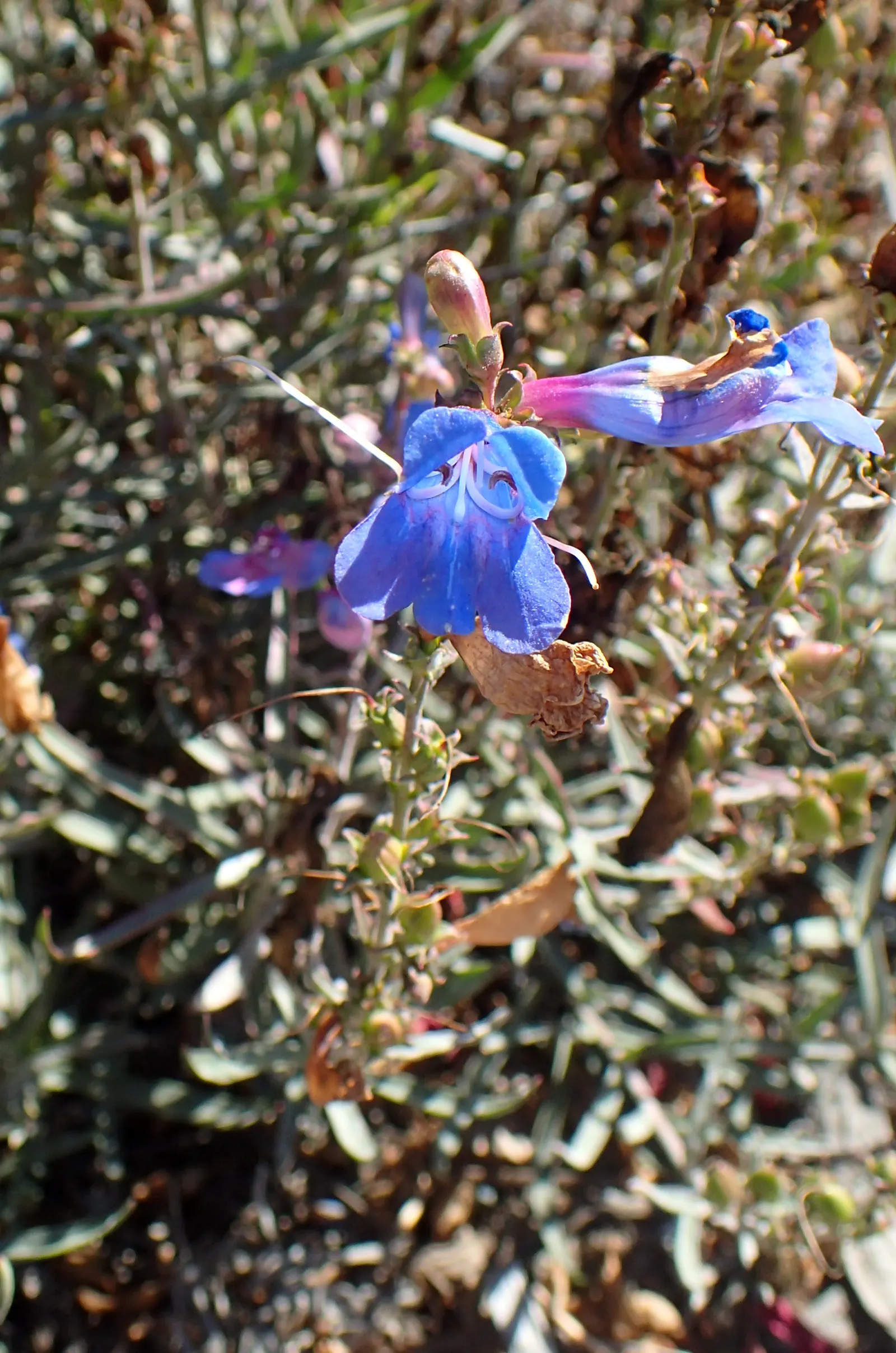 Electric Blue Penstemon (Penstemon 'Electric Blue') — boasting vibrant tubular flowers up to 1 inch long in an intense shade of blue