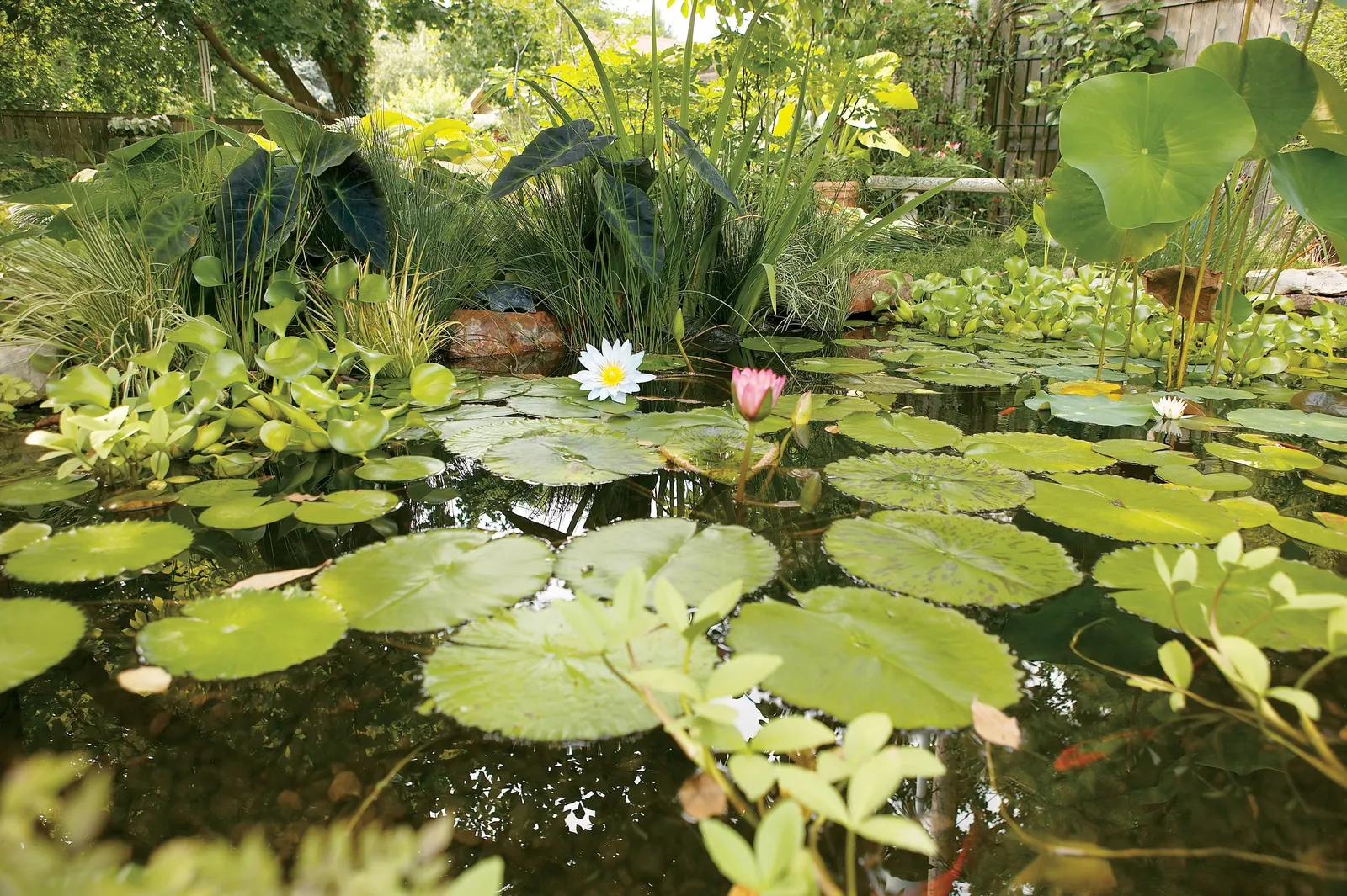 Ogon Golden Variegated Sweet Flag (Acorus gramineus) — Can also be grown as a water plant in your garden pond