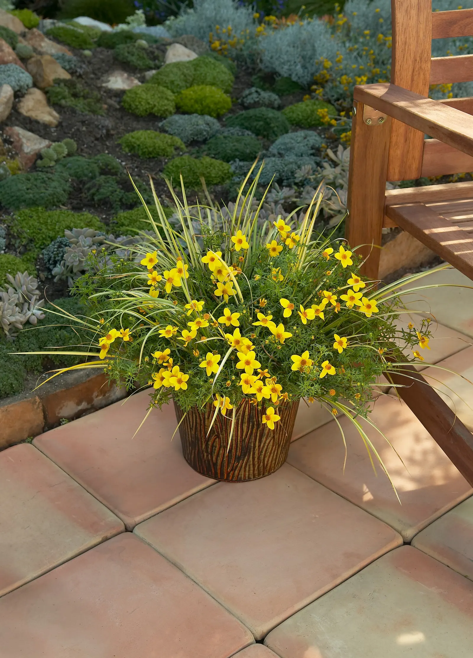 Ogon Golden Variegated Sweet Flag (Acorus gramineus) — Acorus ‘Ogon’ has bright gold foliage, which is nicely accented with green stripes