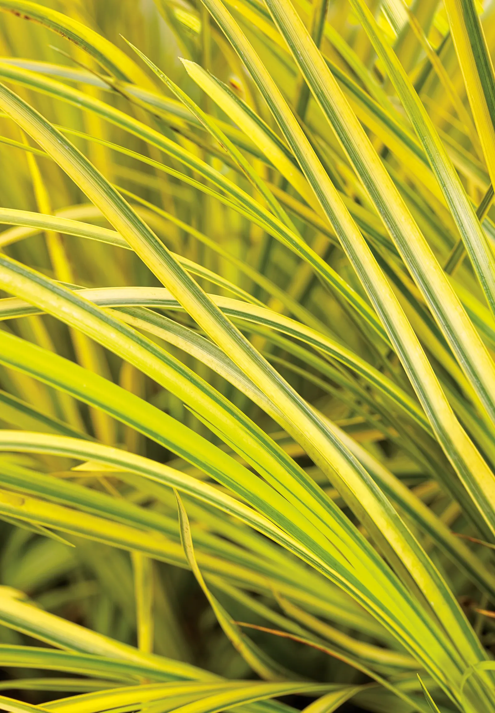 Ogon Golden Variegated Sweet Flag (Acorus gramineus) — Thrives in moist to moderately moist soil conditions; acorus ‘Ogon’ has bright gold foliage, image 37