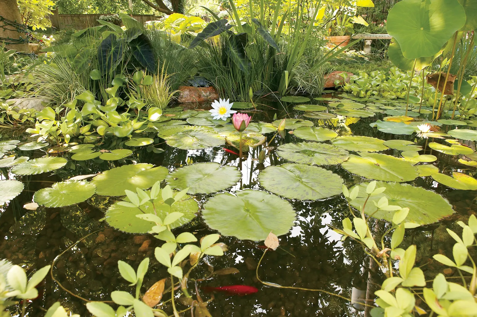 Ogon Golden Variegated Sweet Flag (Acorus gramineus) — Thrives in moist to moderately moist soil conditions