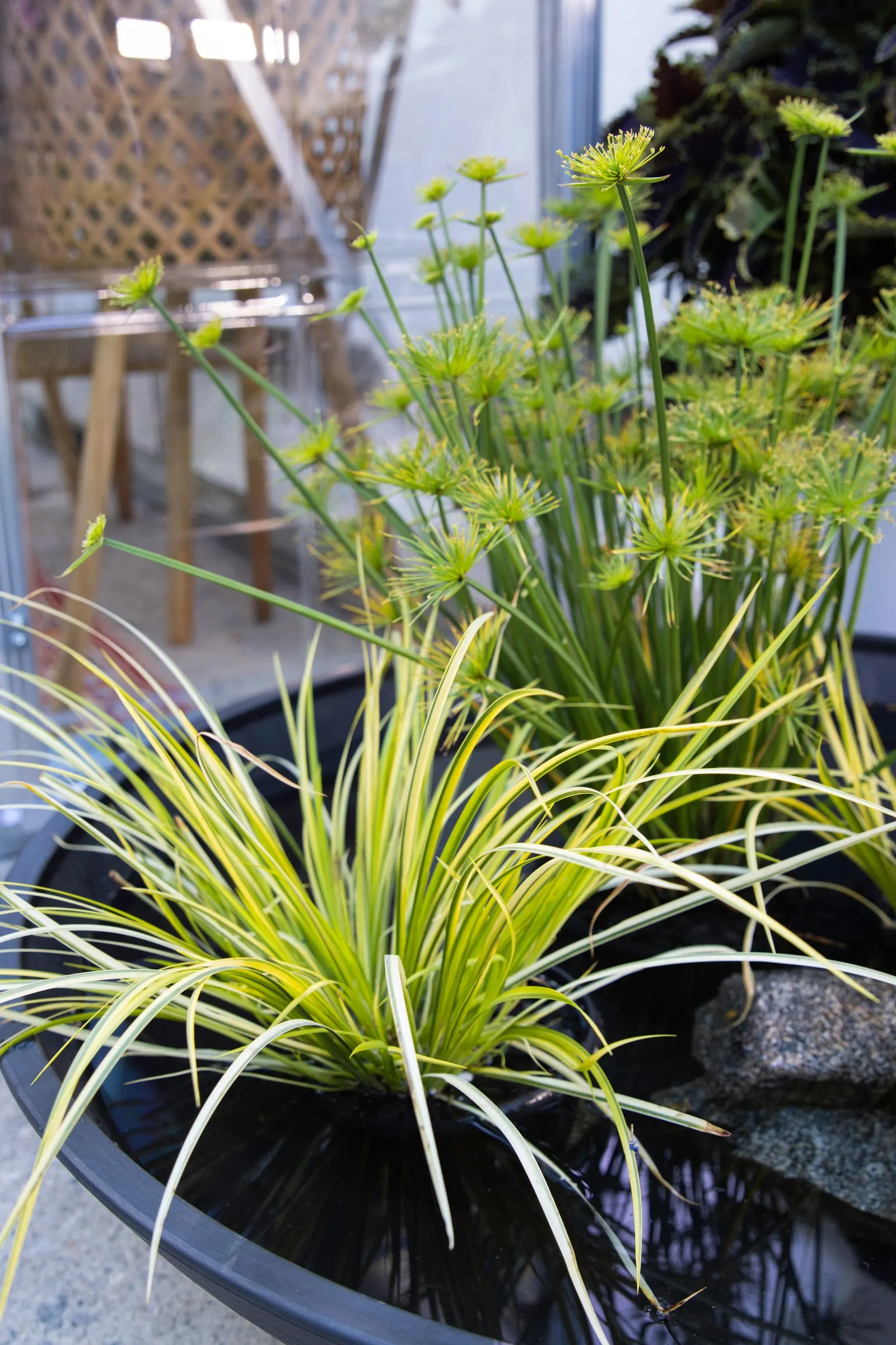 Ogon Golden Variegated Sweet Flag (Acorus gramineus) — information and resources; for evergreen grasses this wounding will really affect their ability to live