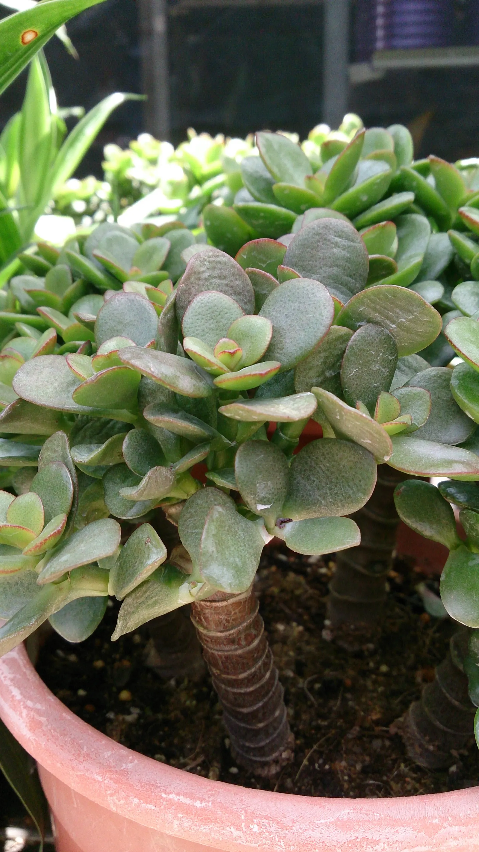 Sunset Jade Plant (Crassula Argentea 'Sunset') — Thriving in full sun to part shade, it prefers well-draining soil and minimal water