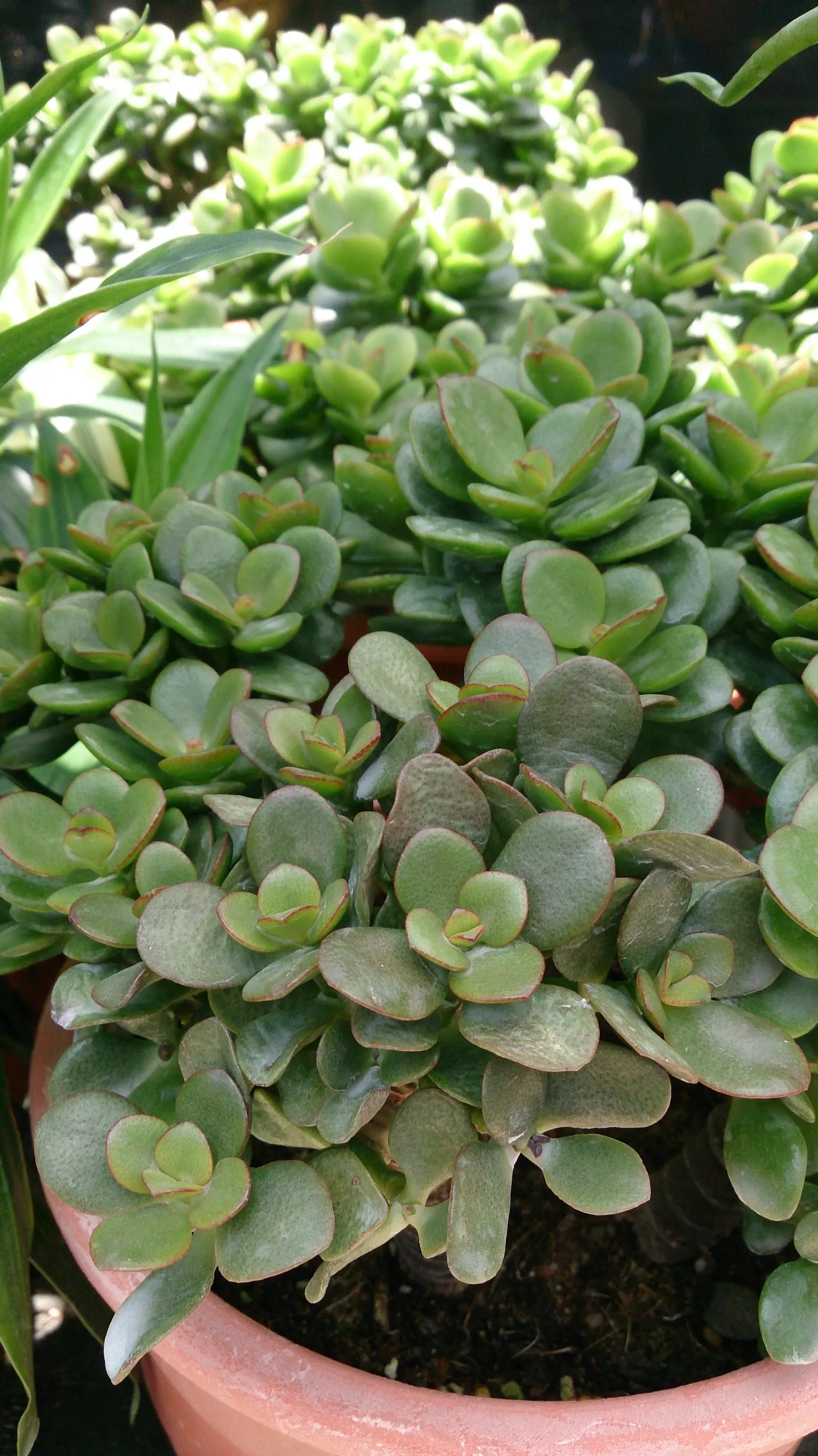 Sunset Jade Plant (Crassula Argentea 'Sunset') — green leaves edged in fiery red-orange
