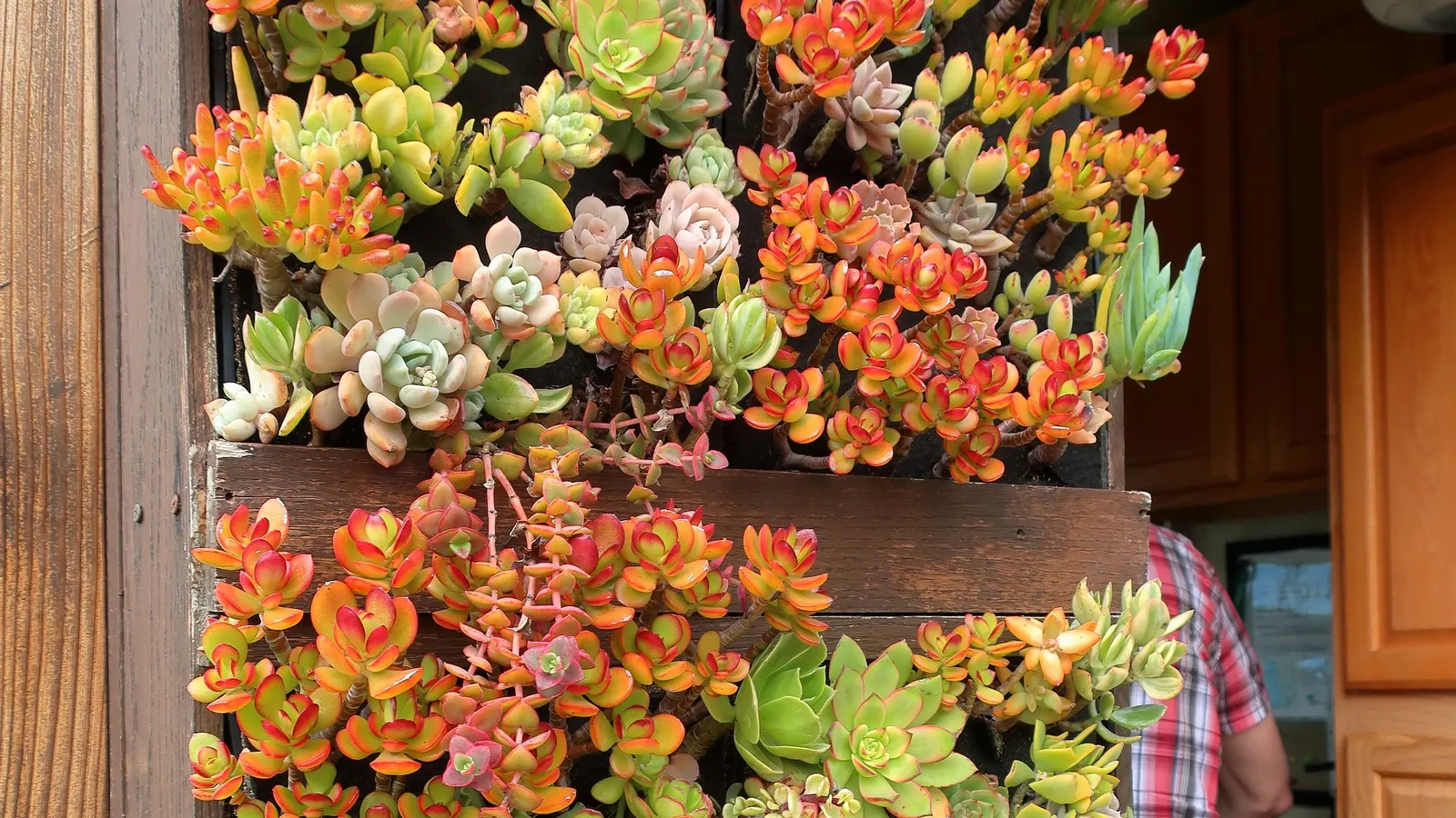 Sunset Jade Plant (Crassula Argentea 'Sunset') — Maturing to a compact 2-3 feet in height and spread