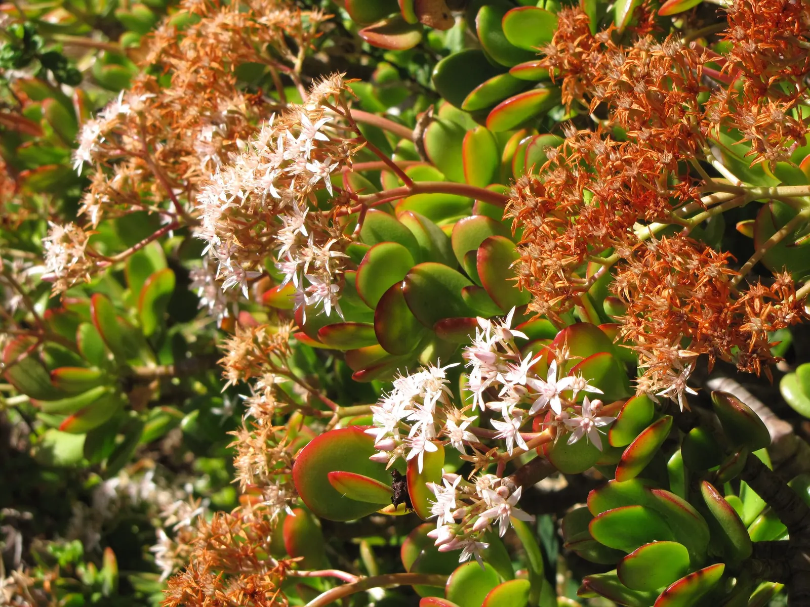 Sunset Jade Plant (Crassula Argentea 'Sunset') — making it an ideal candidate for rock gardens