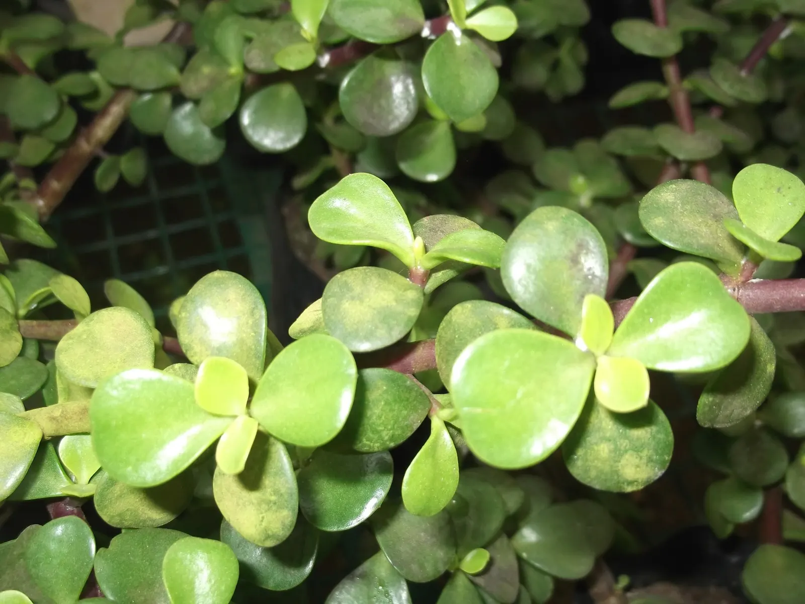 Sunset Jade Plant (Crassula Argentea 'Sunset') — shrub / succulent with white blooms