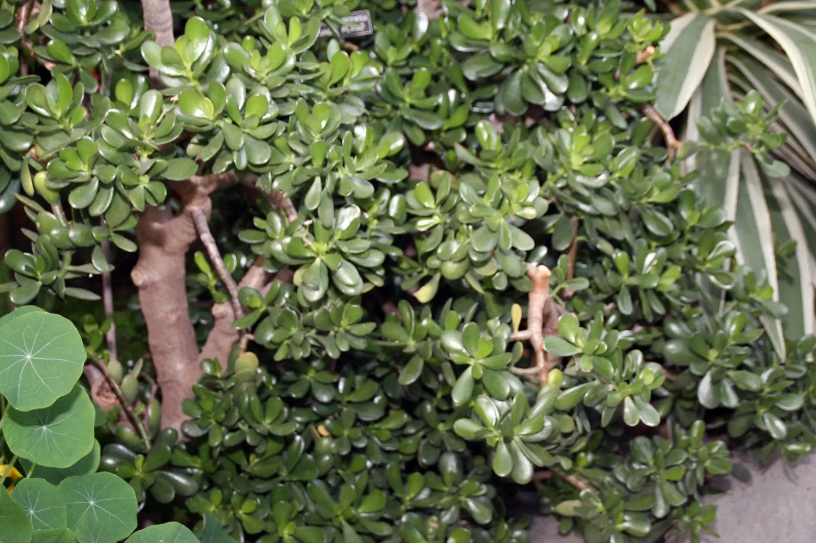 Sunset Jade Plant (Crassula Argentea 'Sunset') — the intensity of which is amplified under bright sunlight