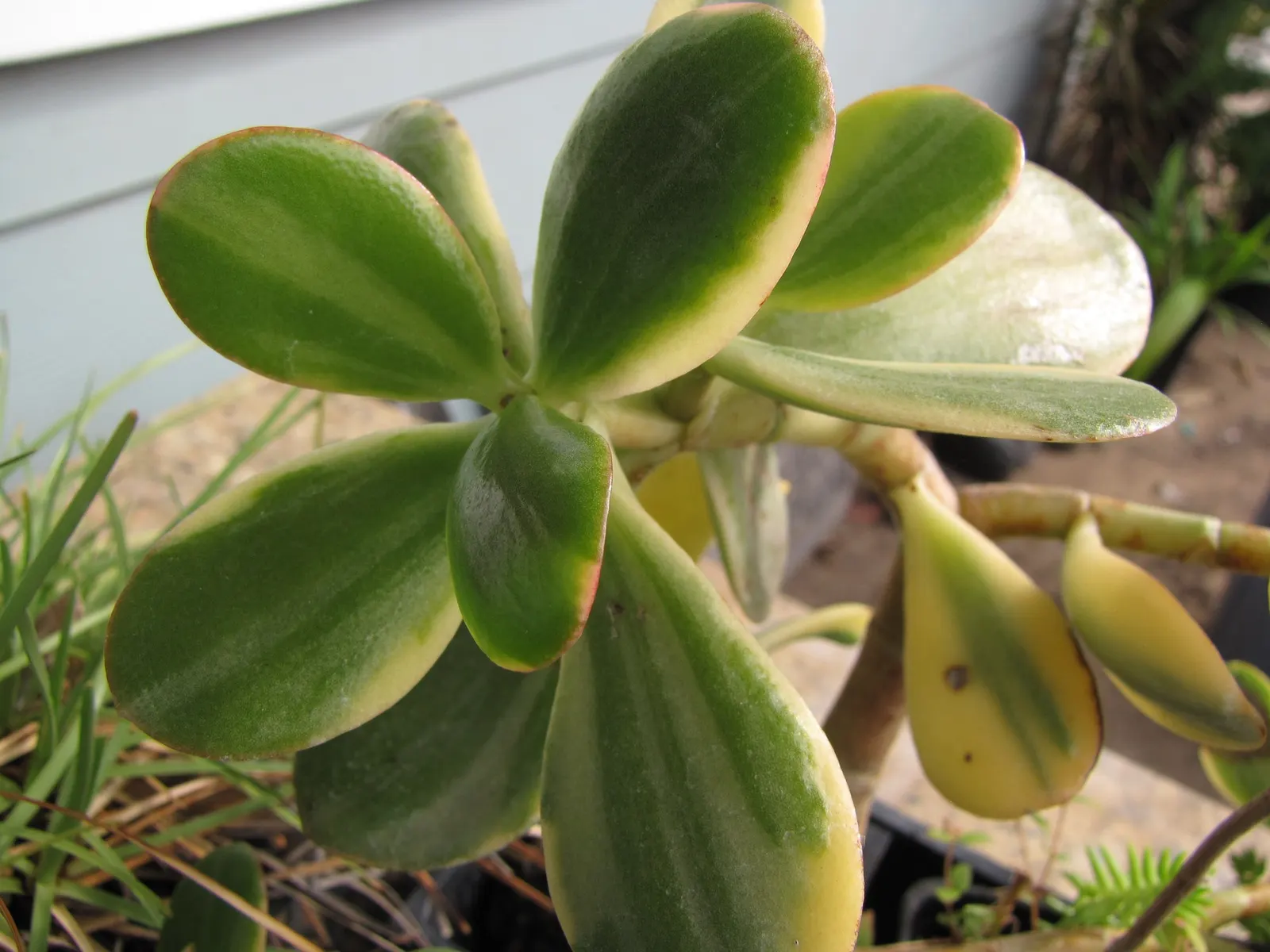 Sunset Jade Plant (Crassula Argentea 'Sunset') — It can be pruned to shape and control size, preferably during the spring