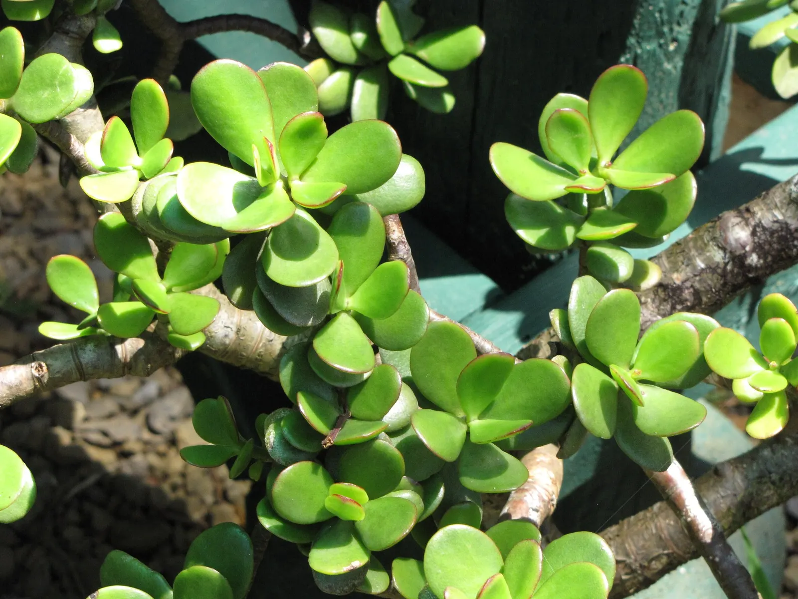 Sunset Jade Plant (Crassula Argentea 'Sunset') — During its active growing season in the spring and summer