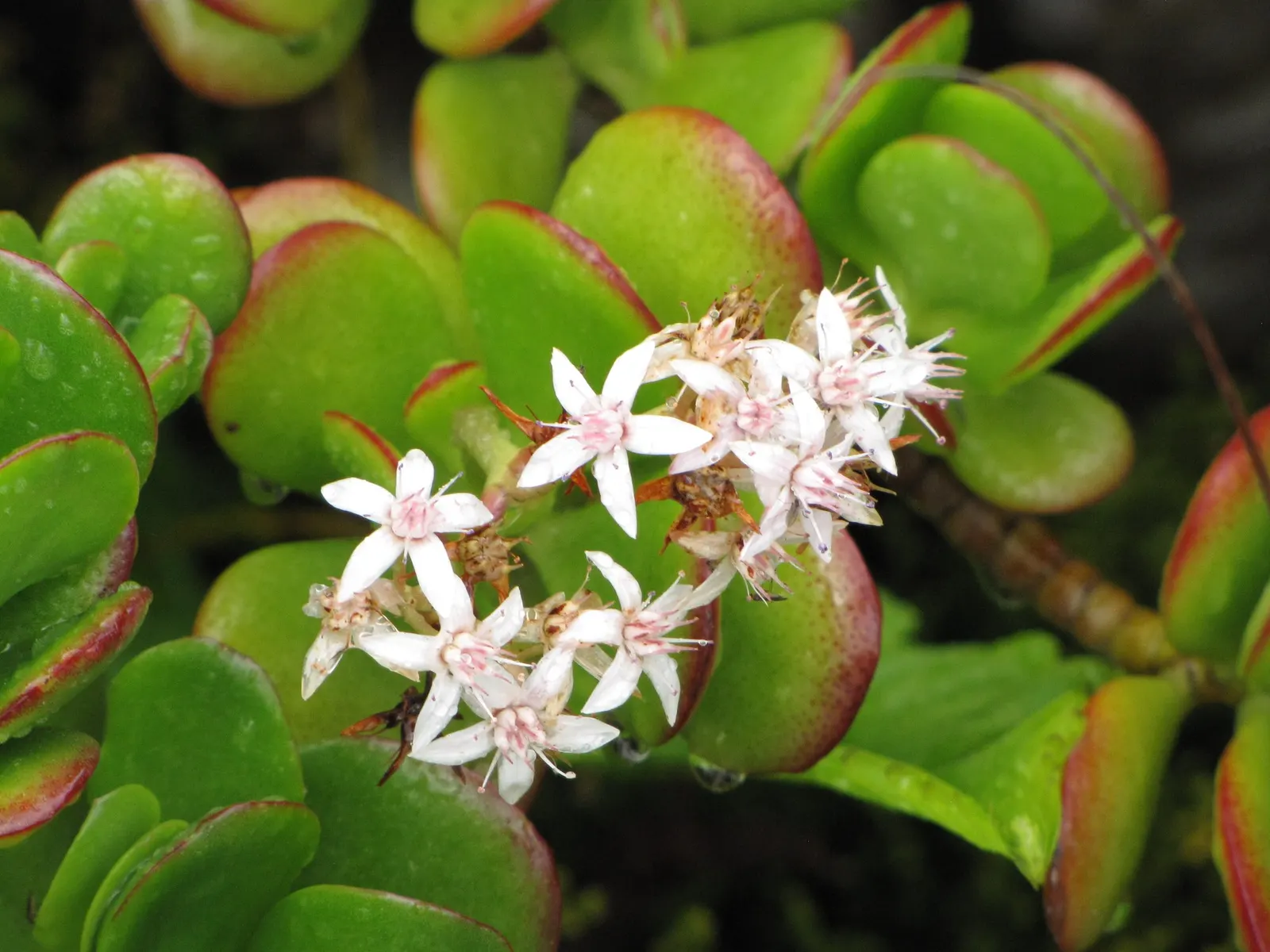 Sunset Jade Plant (Crassula Argentea 'Sunset') — moderate watering every 2 to 3 weeks is sufficient
