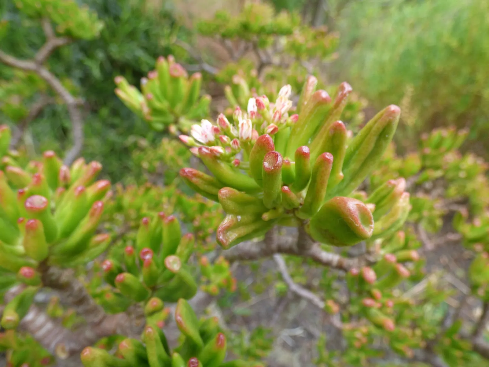 Sunset Jade Plant (Crassula Argentea 'Sunset') — This low-maintenance plant reaches a modest height of about 2 to 3 feet