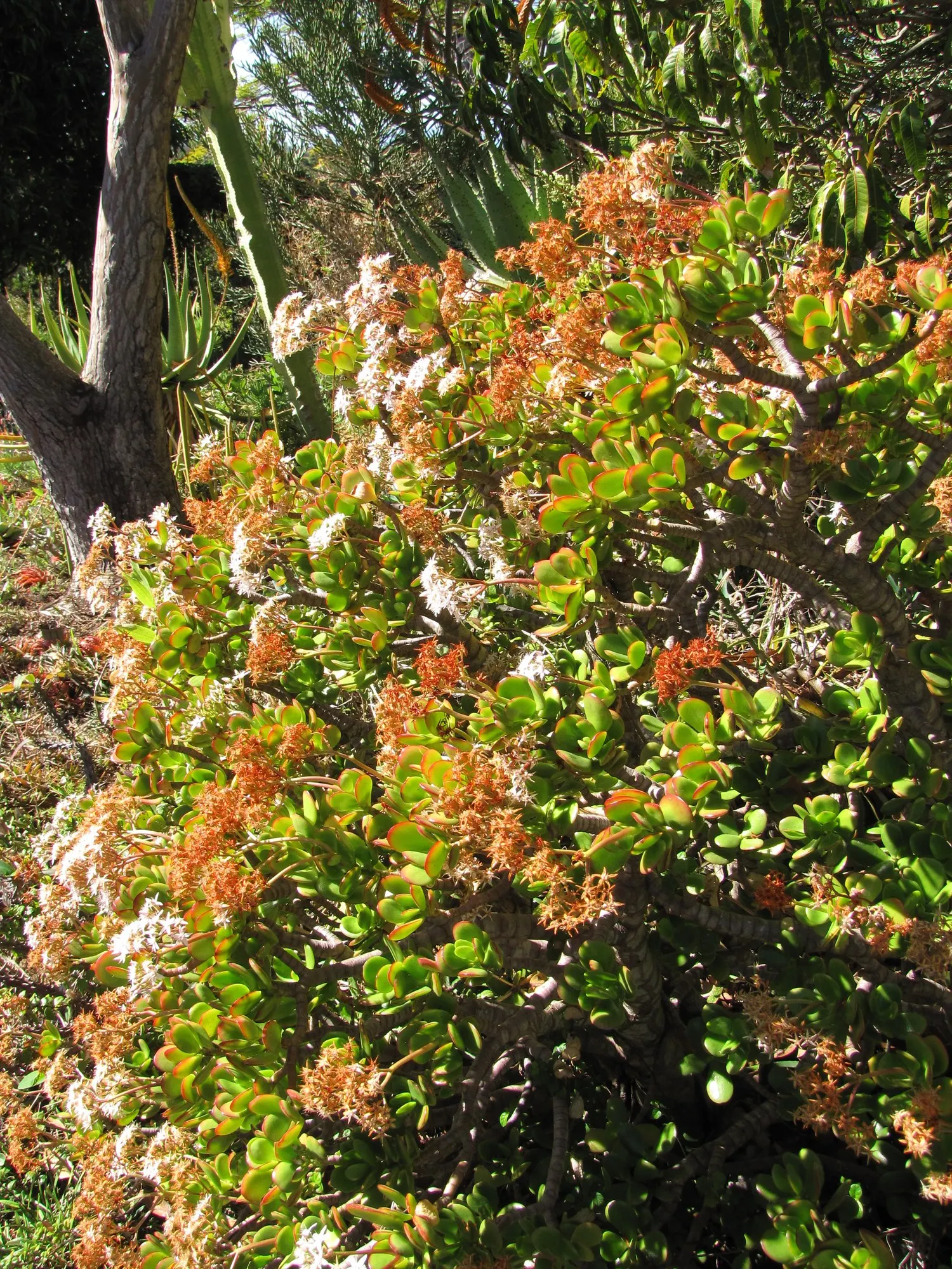 Sunset Jade Plant (Crassula Argentea 'Sunset') — this drought-tolerant gem prefers well-draining soil and enjoys locations with full to partial sun exposure