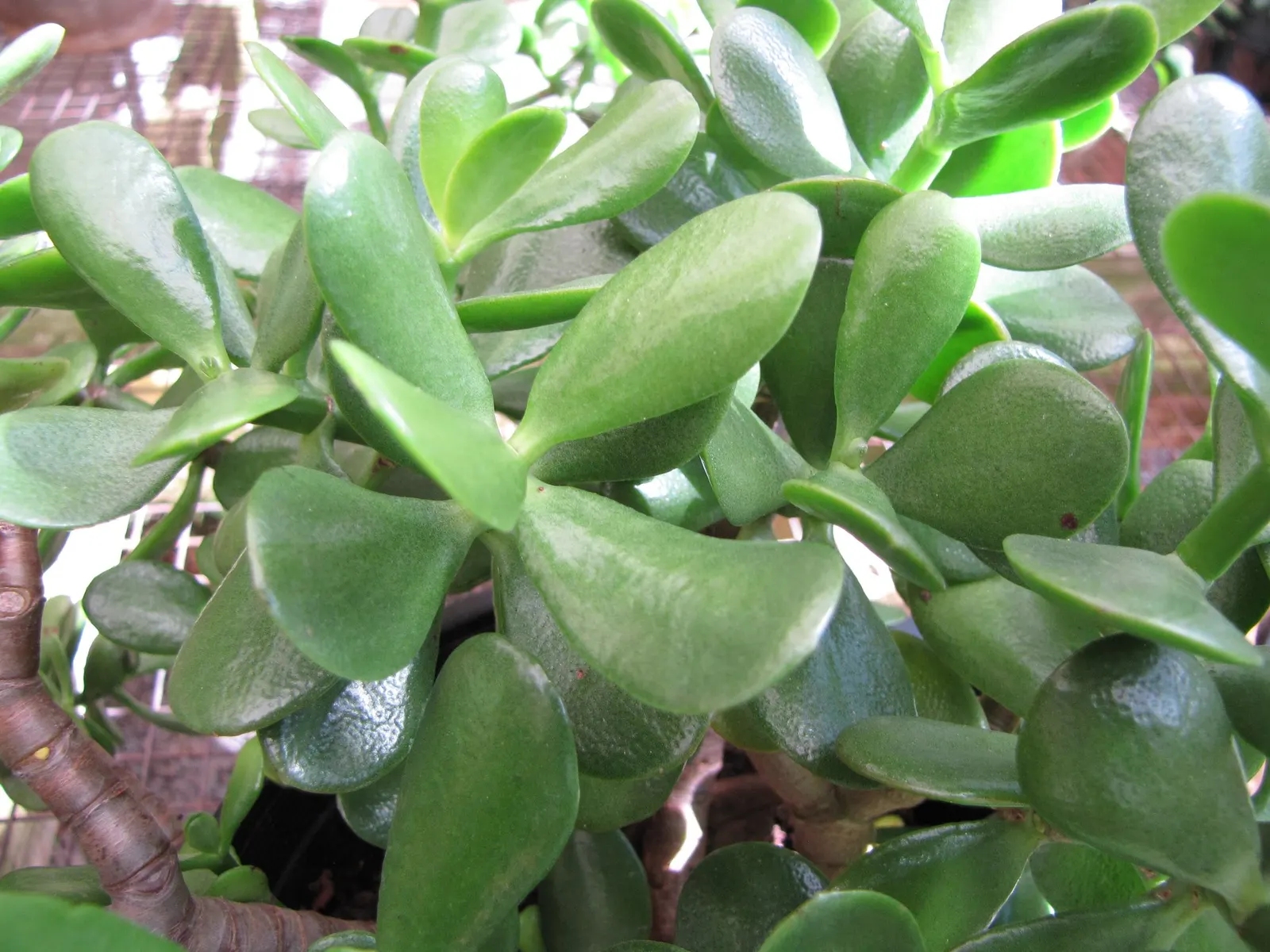 Sunset Jade Plant (Crassula Argentea 'Sunset') — white flowers in the garden
