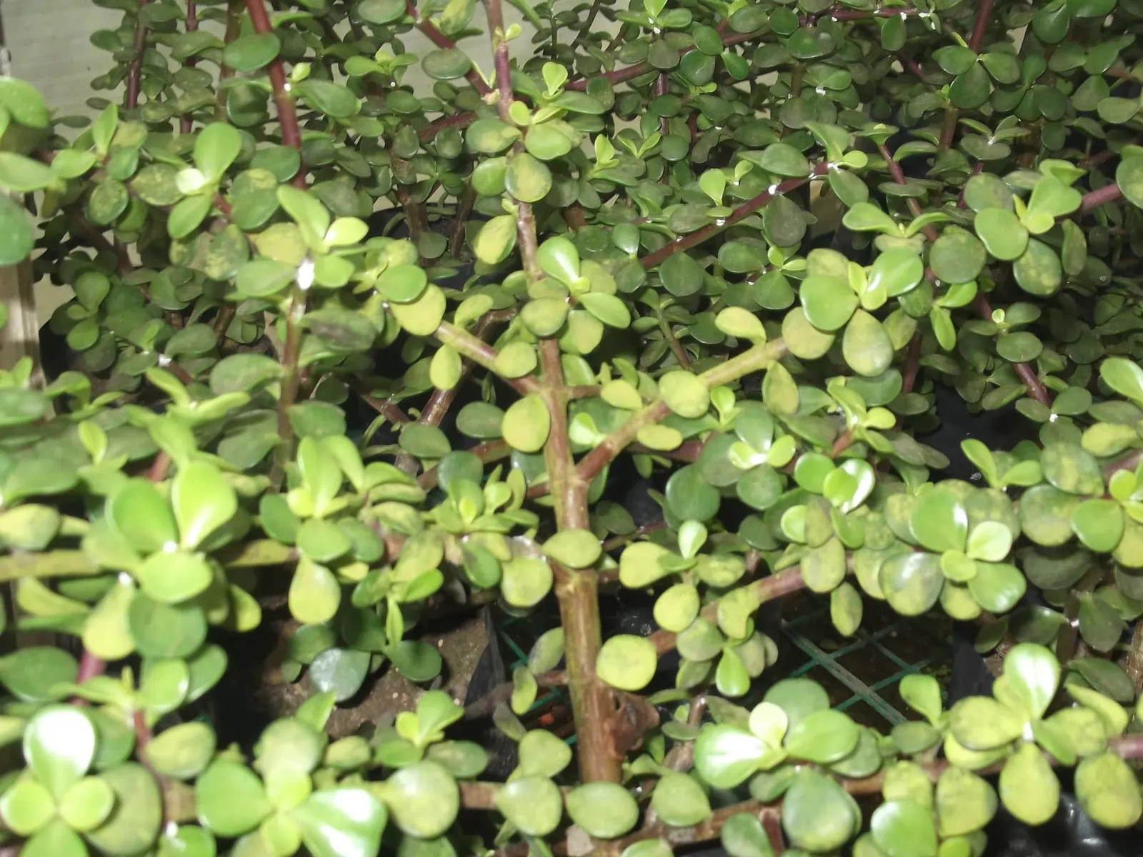 Sunset Jade Plant (Crassula Argentea 'Sunset') — with a spread equal to its height