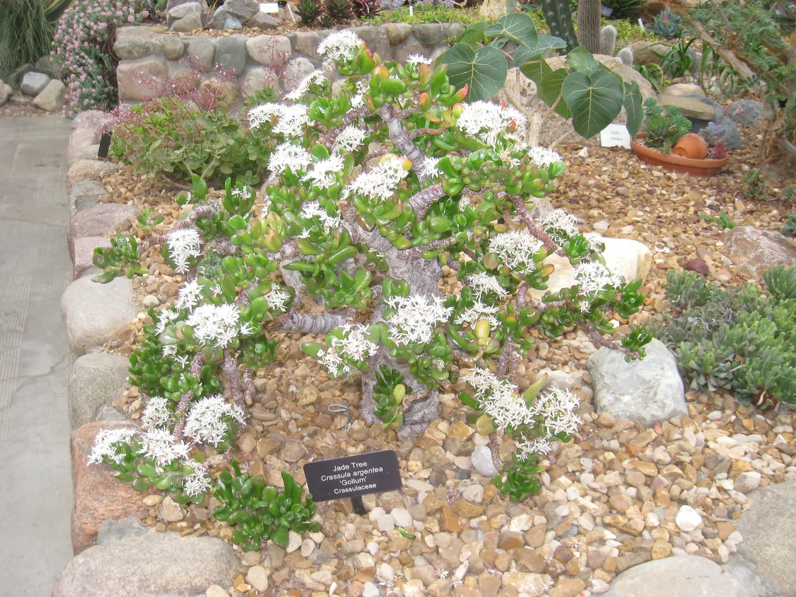 Sunset Jade Plant (Crassula Argentea 'Sunset') — oval-shaped leaves that boast a rich green color with yellow and red margins